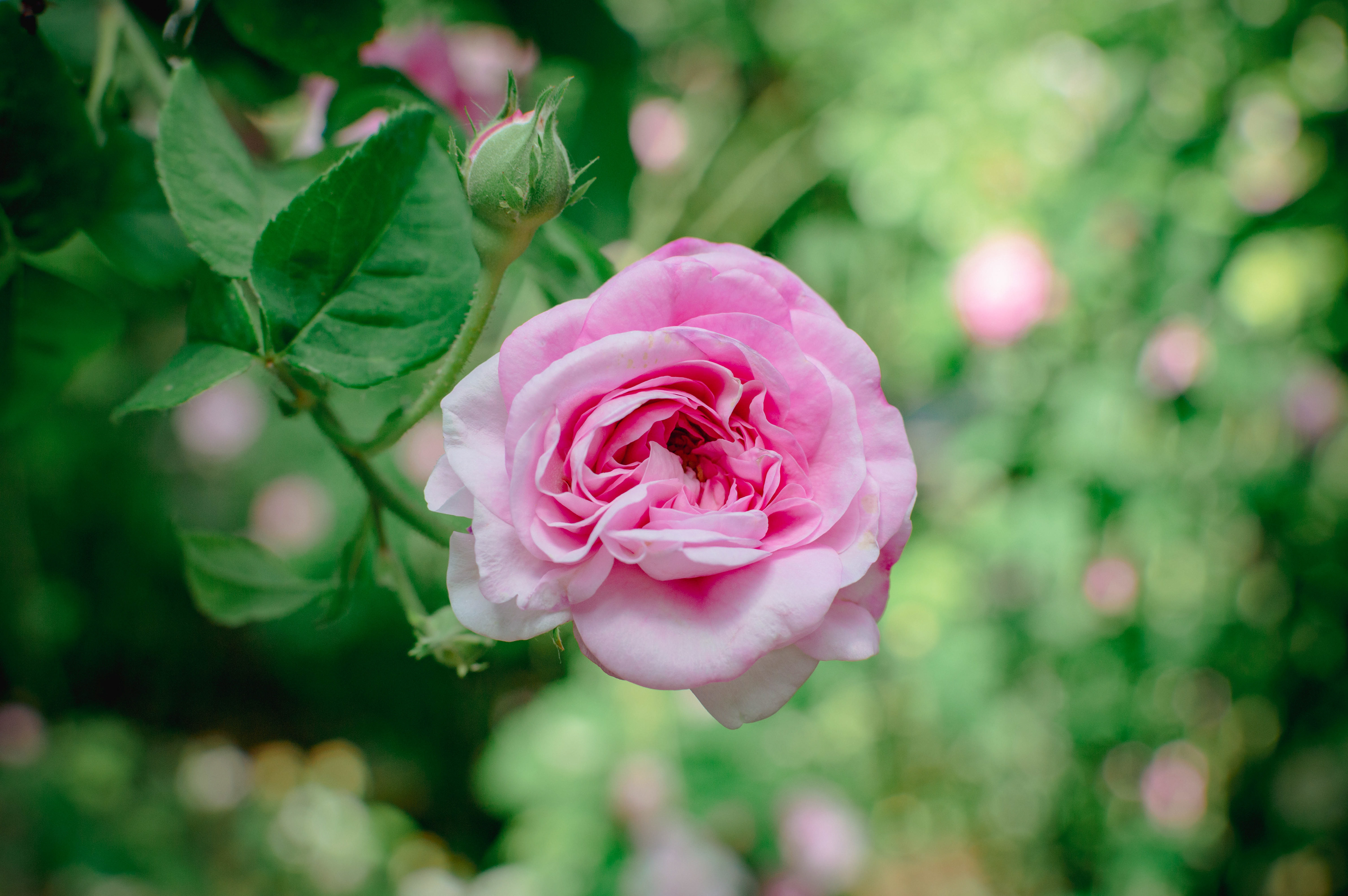 Denver Botanical Gardens 2022