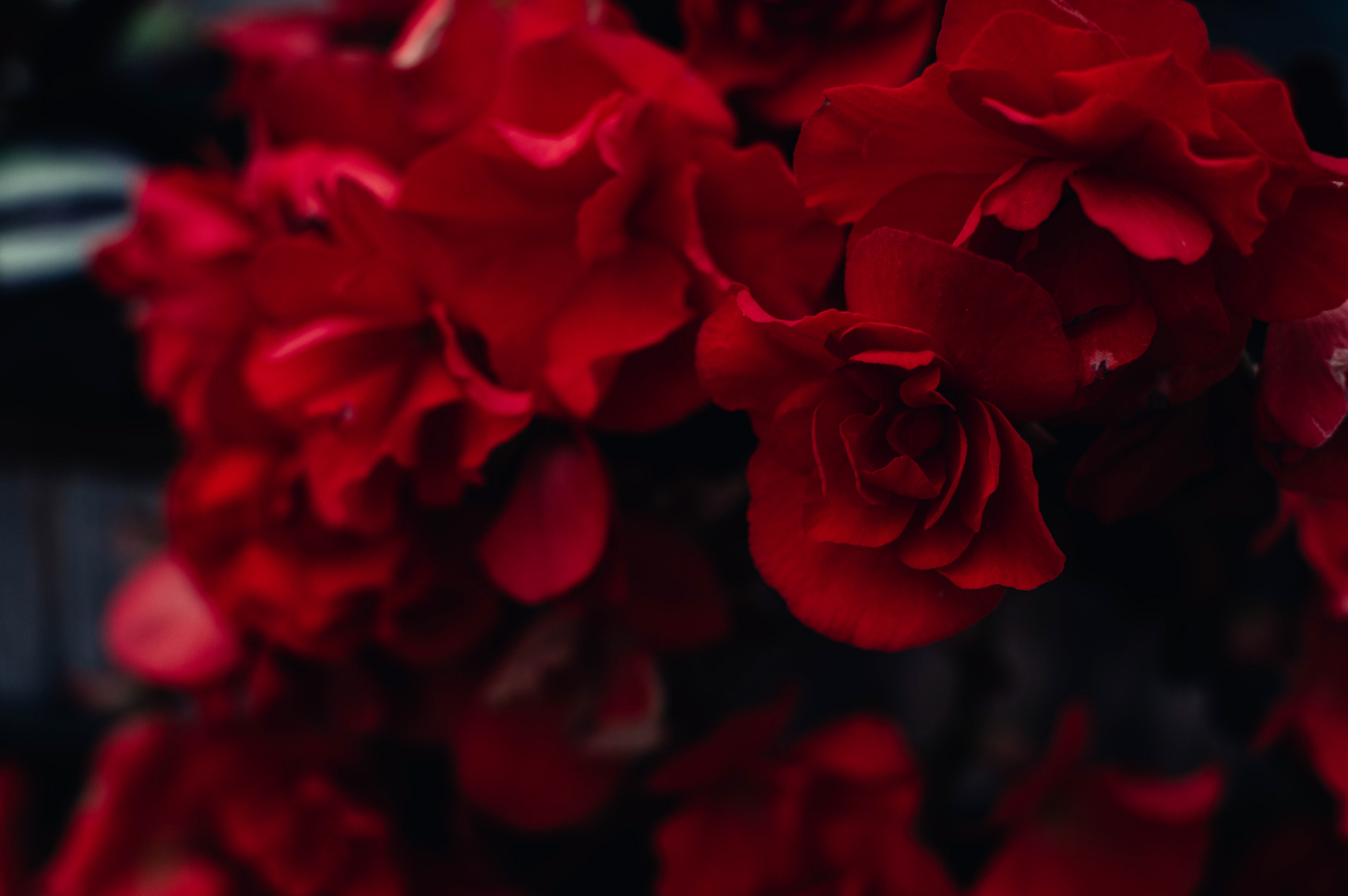 Denver Botanical Gardens 2022