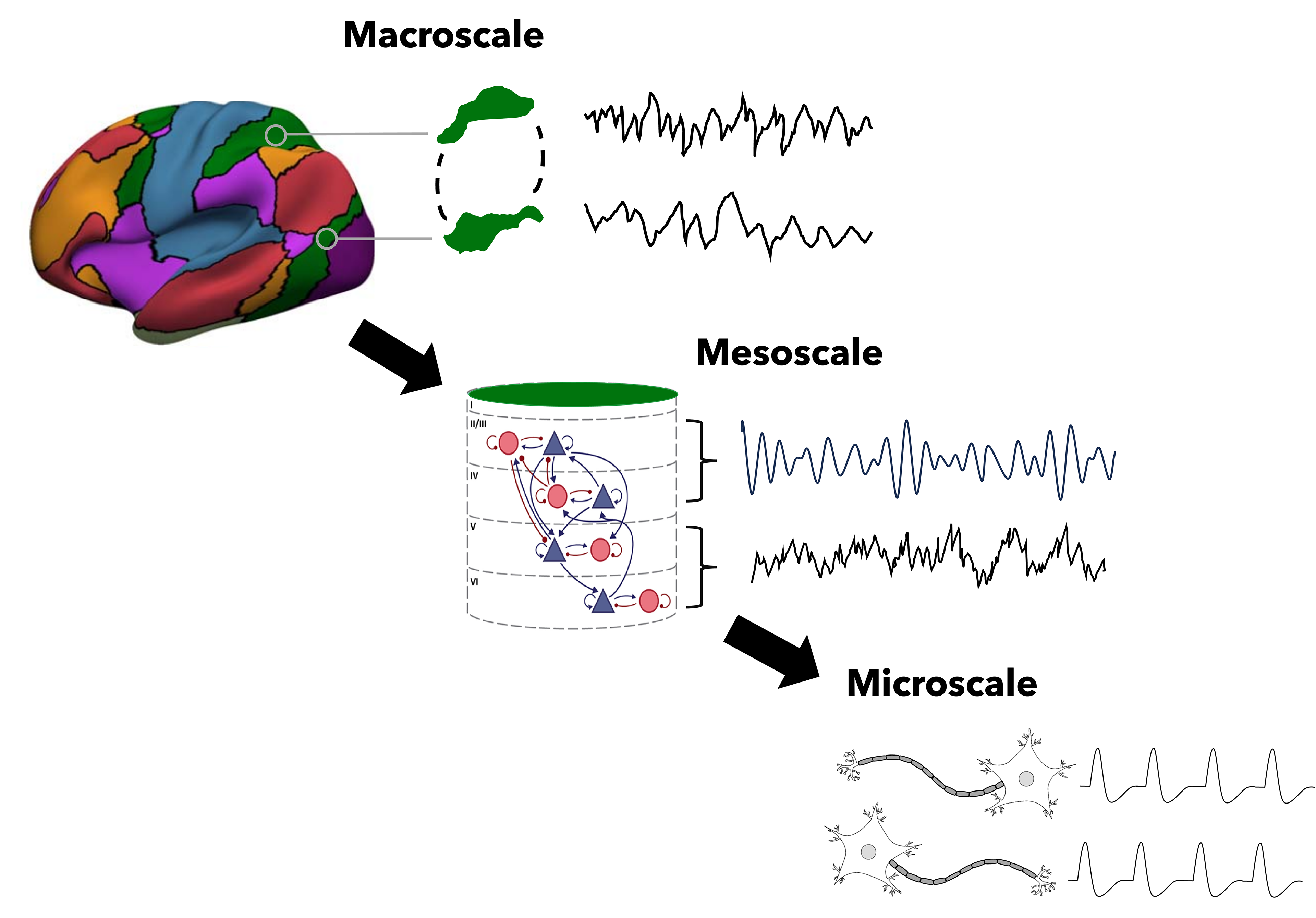 Multiscale brain organization: functionally connected networks, oscillating circuits and spiking neurons