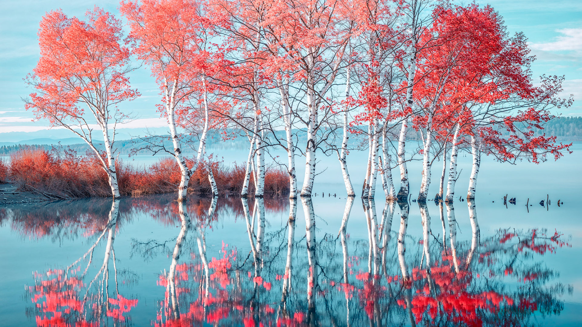 Reflections of Birch trees