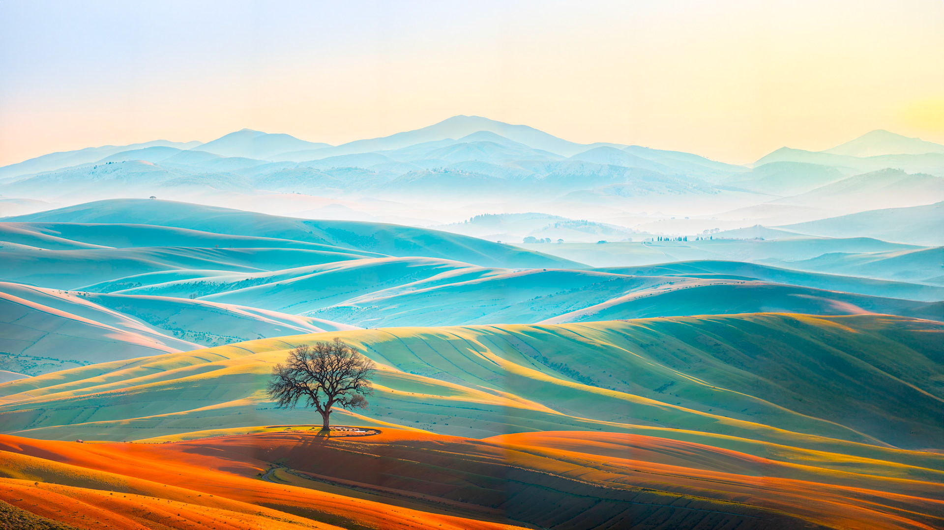 Lone tree