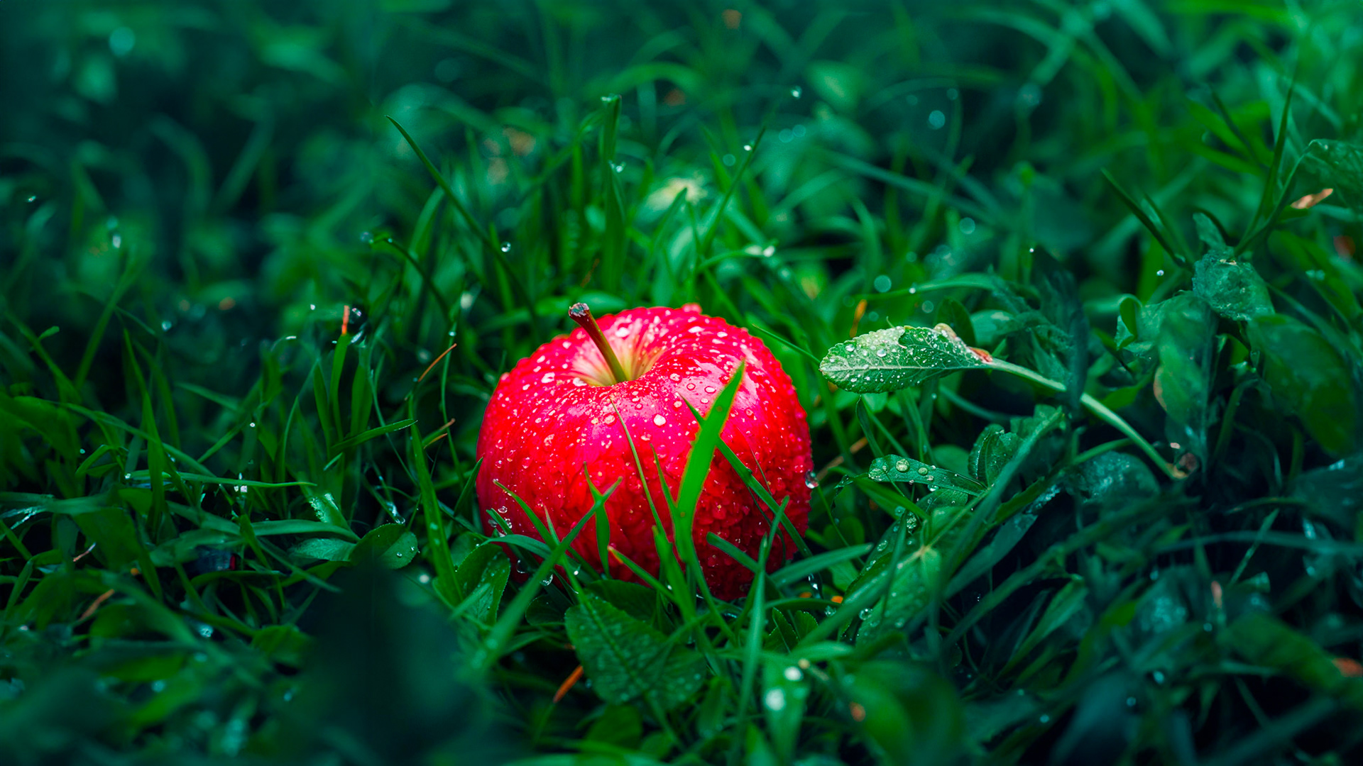 An apple in the grass