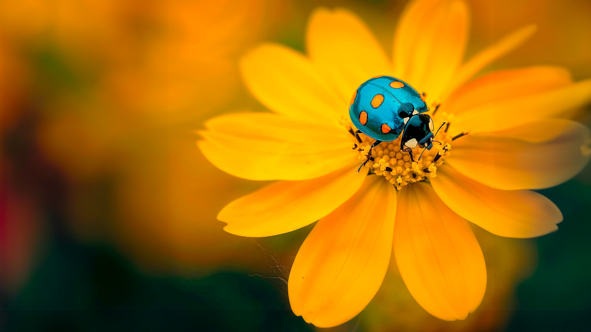 Blue Lady bug