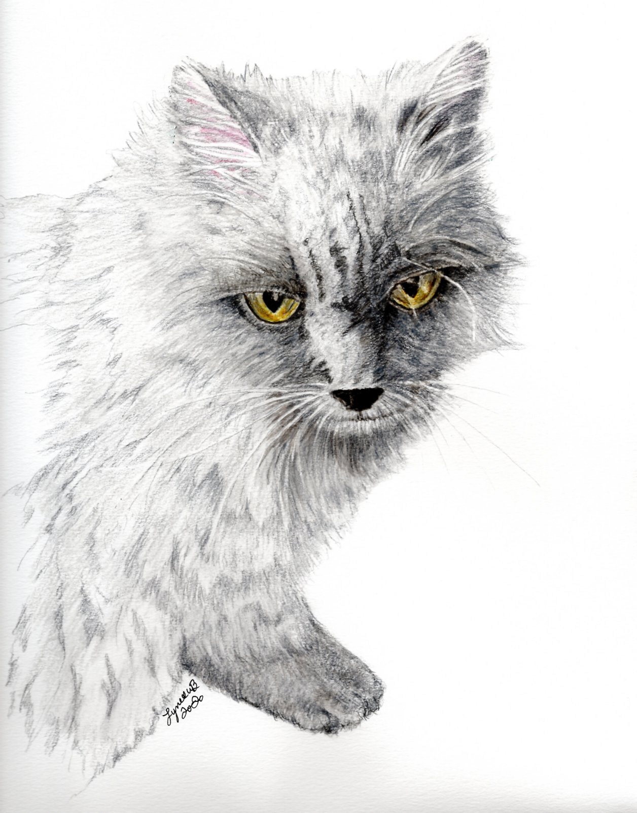 Gato