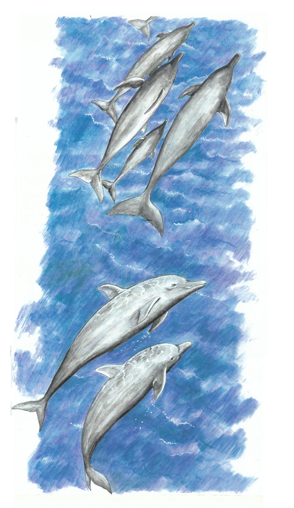 Endangered Species Dolphin