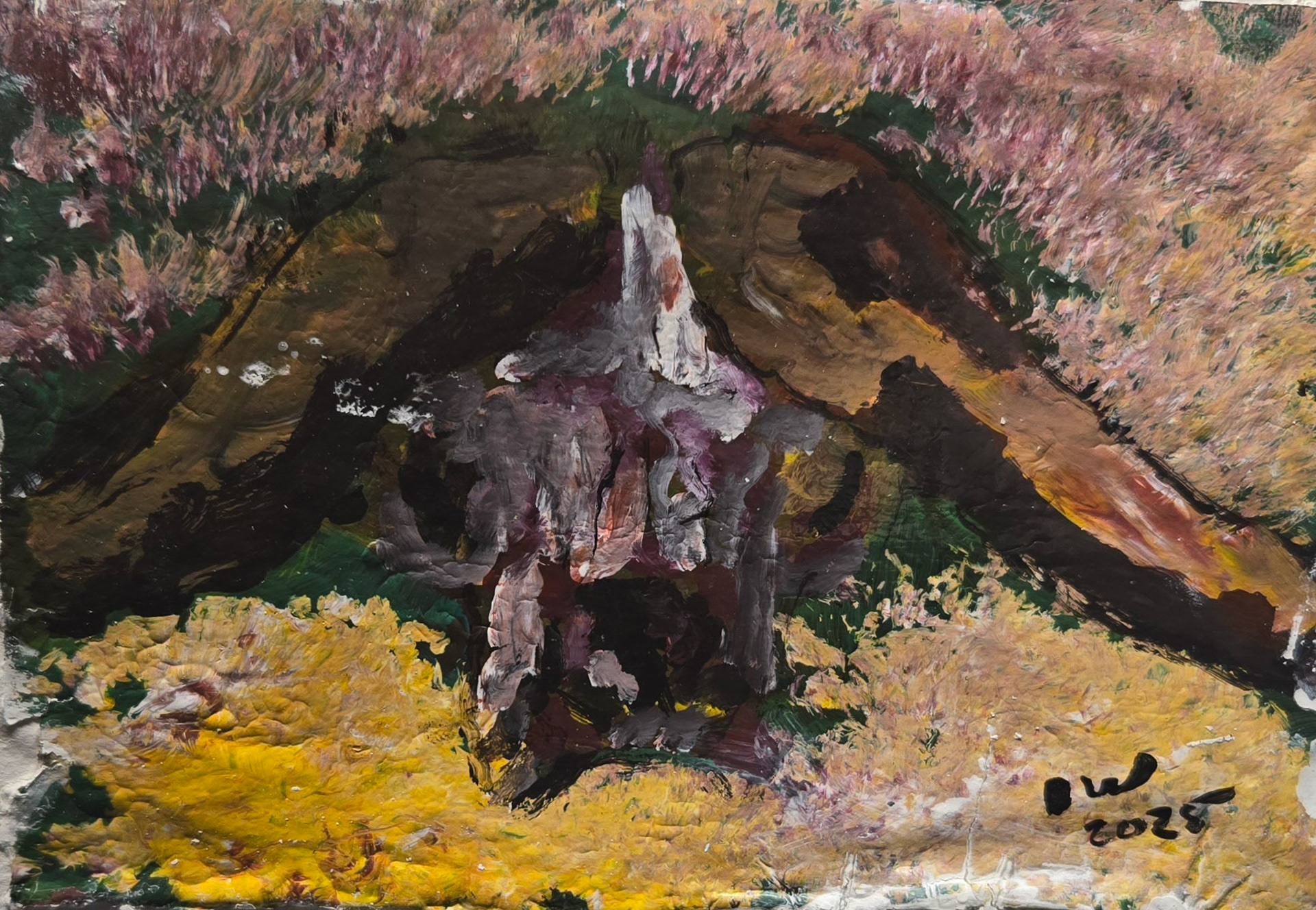 Water Buffalo skull 2025