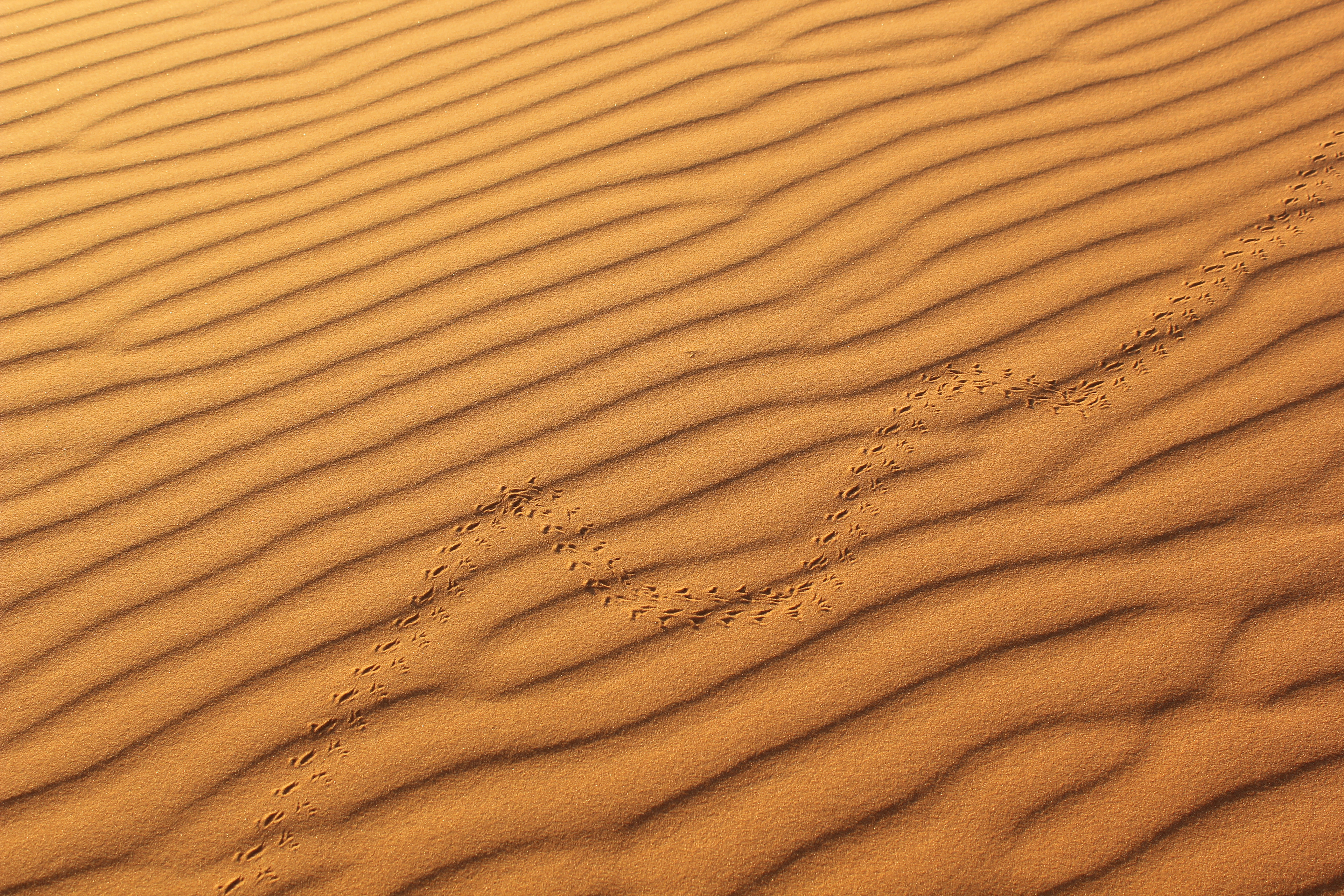 Sahara Desert, Morocco
