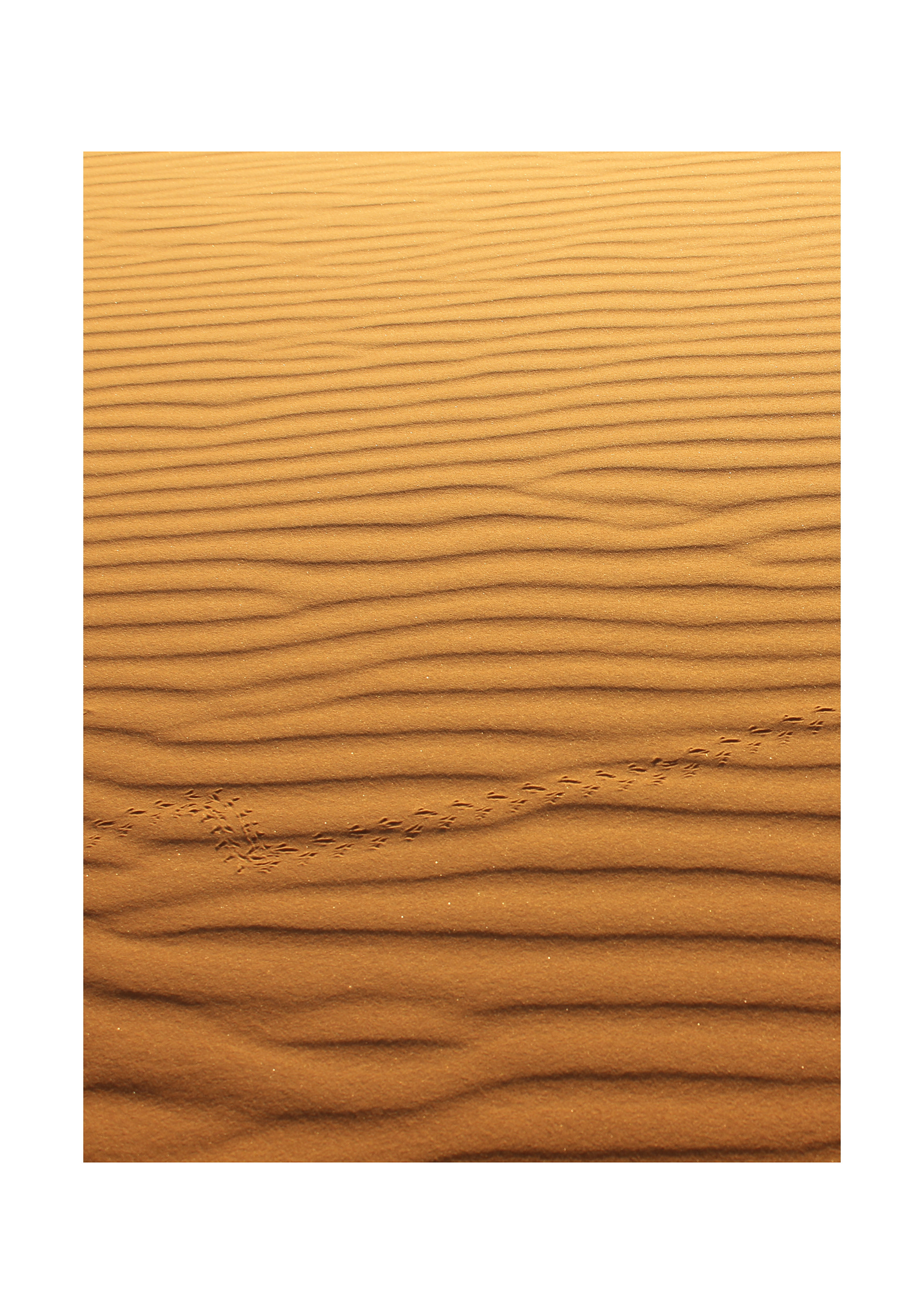 Sahara Desert