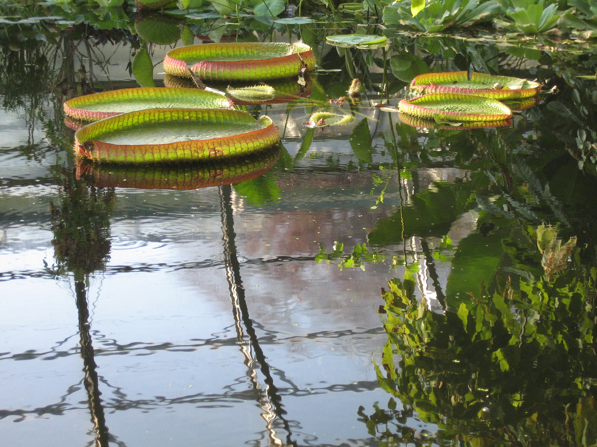 Oxford botanical garden