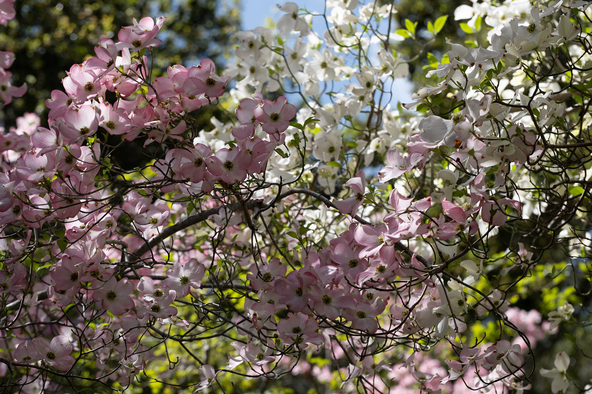 Filoli, April 2022