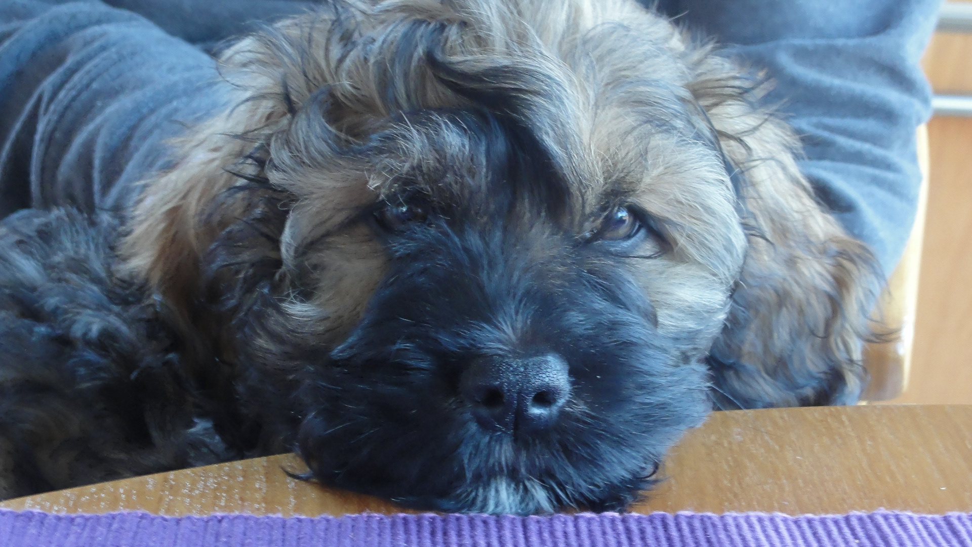 3 months old, 2012