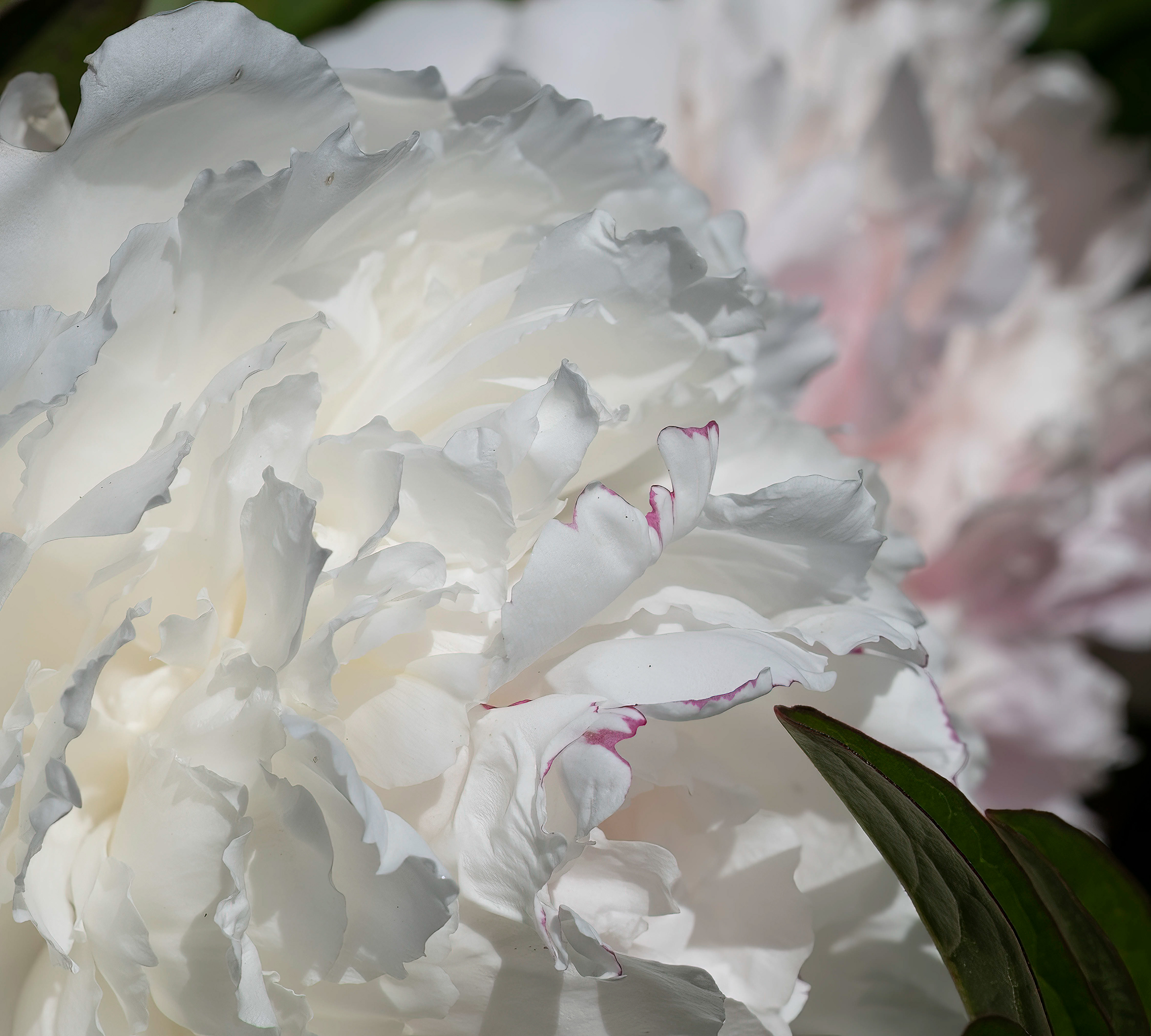 20210525 Filoli 1