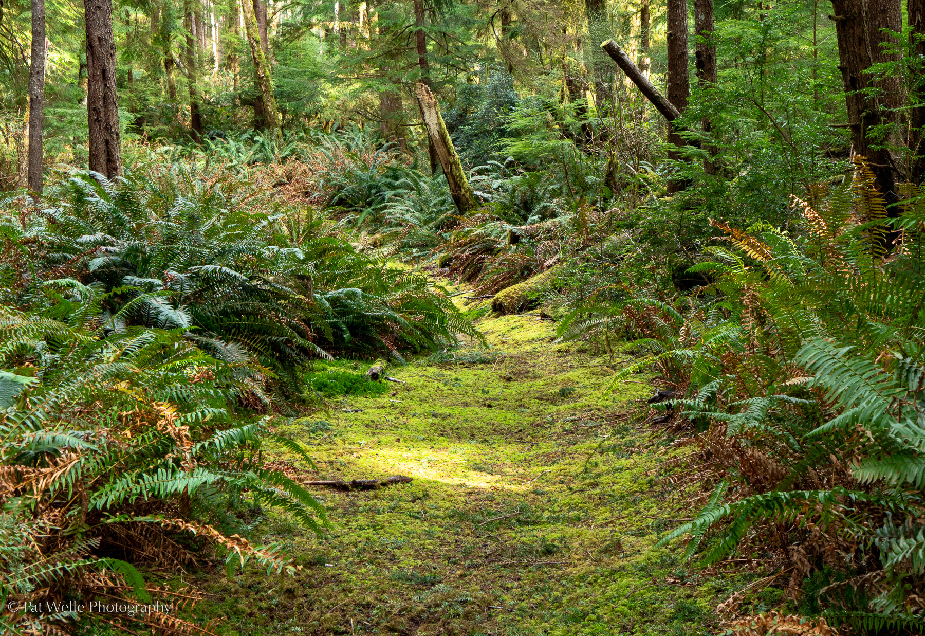 Trail to Don Bonker, Long Island