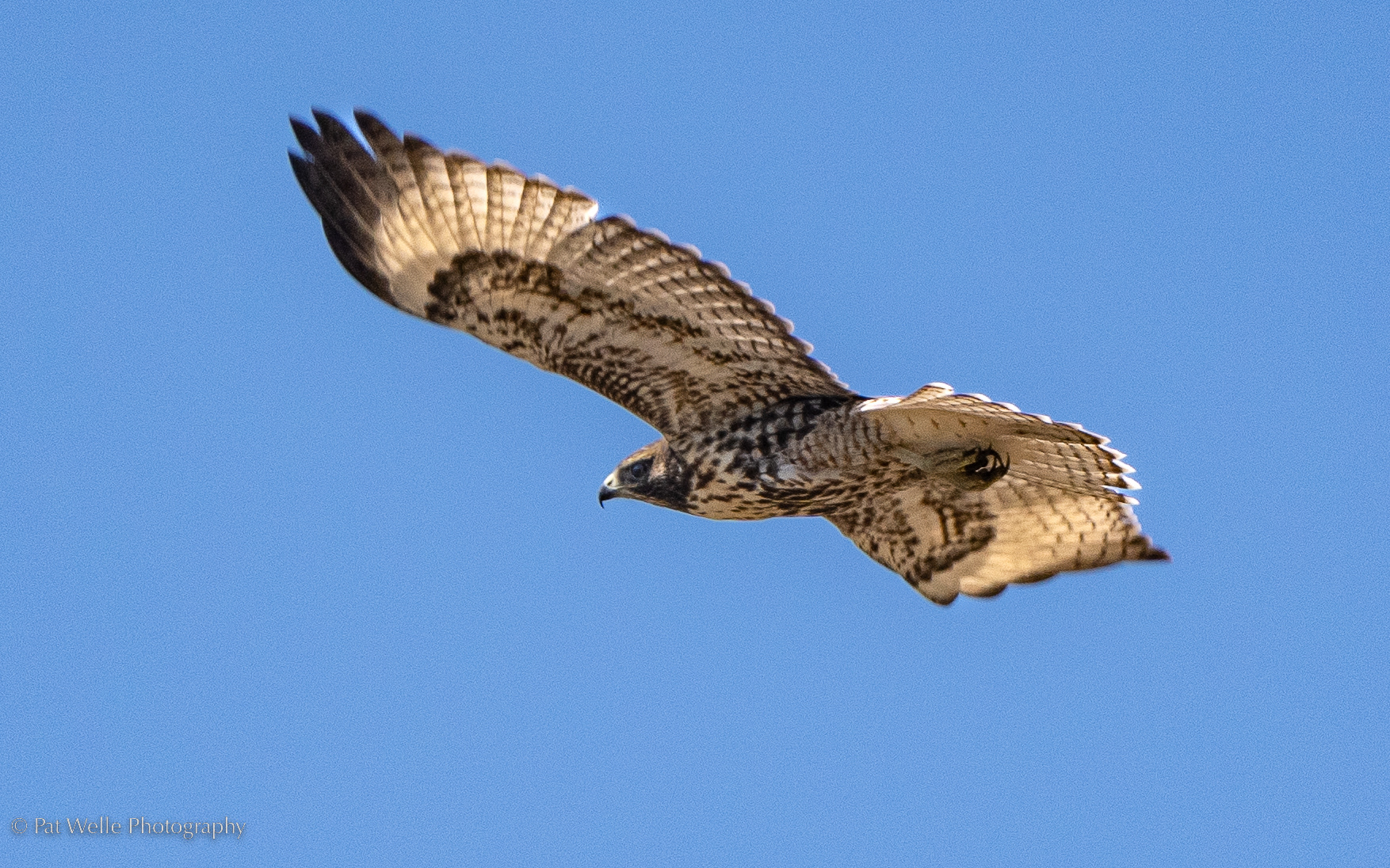 Red-Tailed Hawk