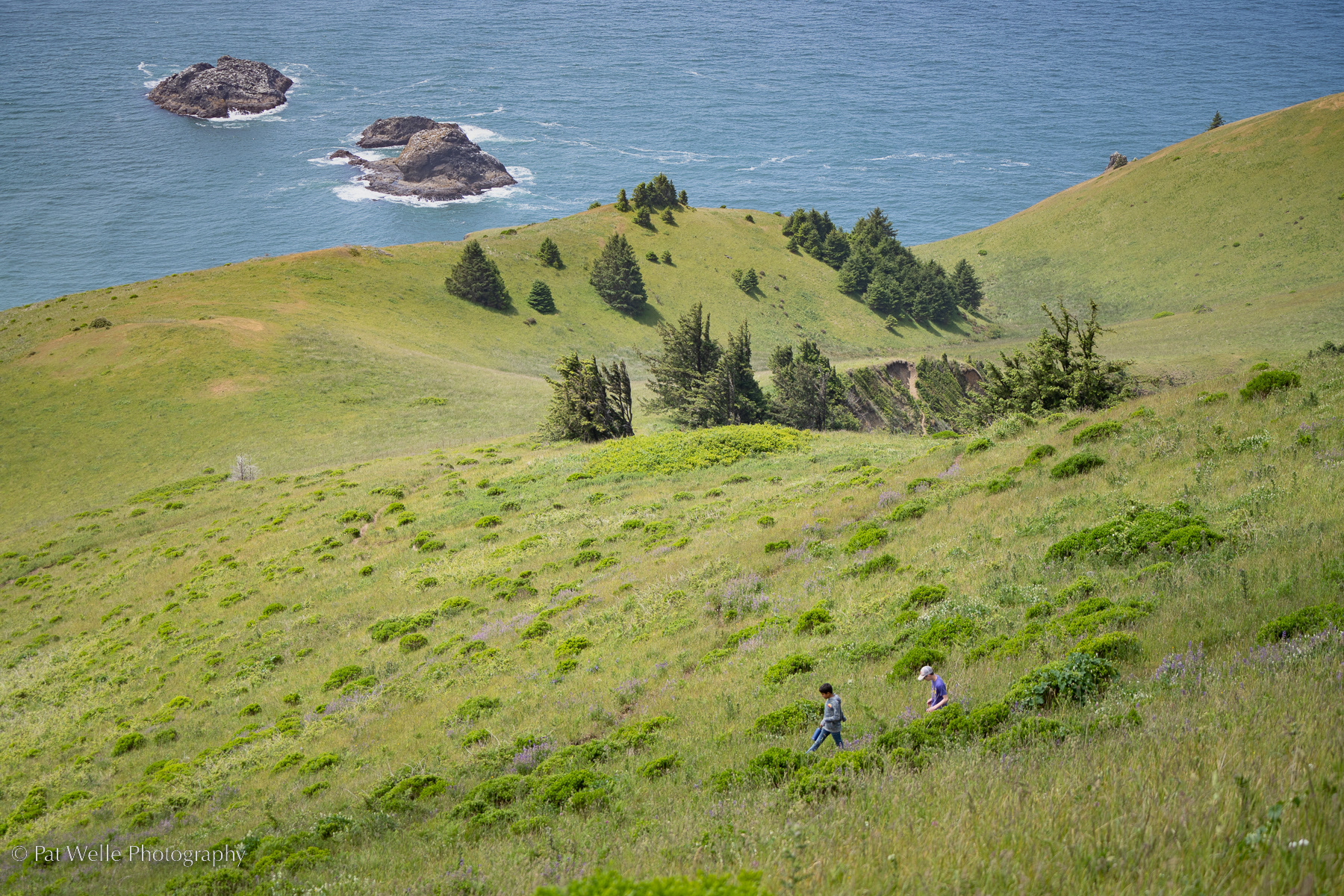 Above Salmon River, Oregon Coast