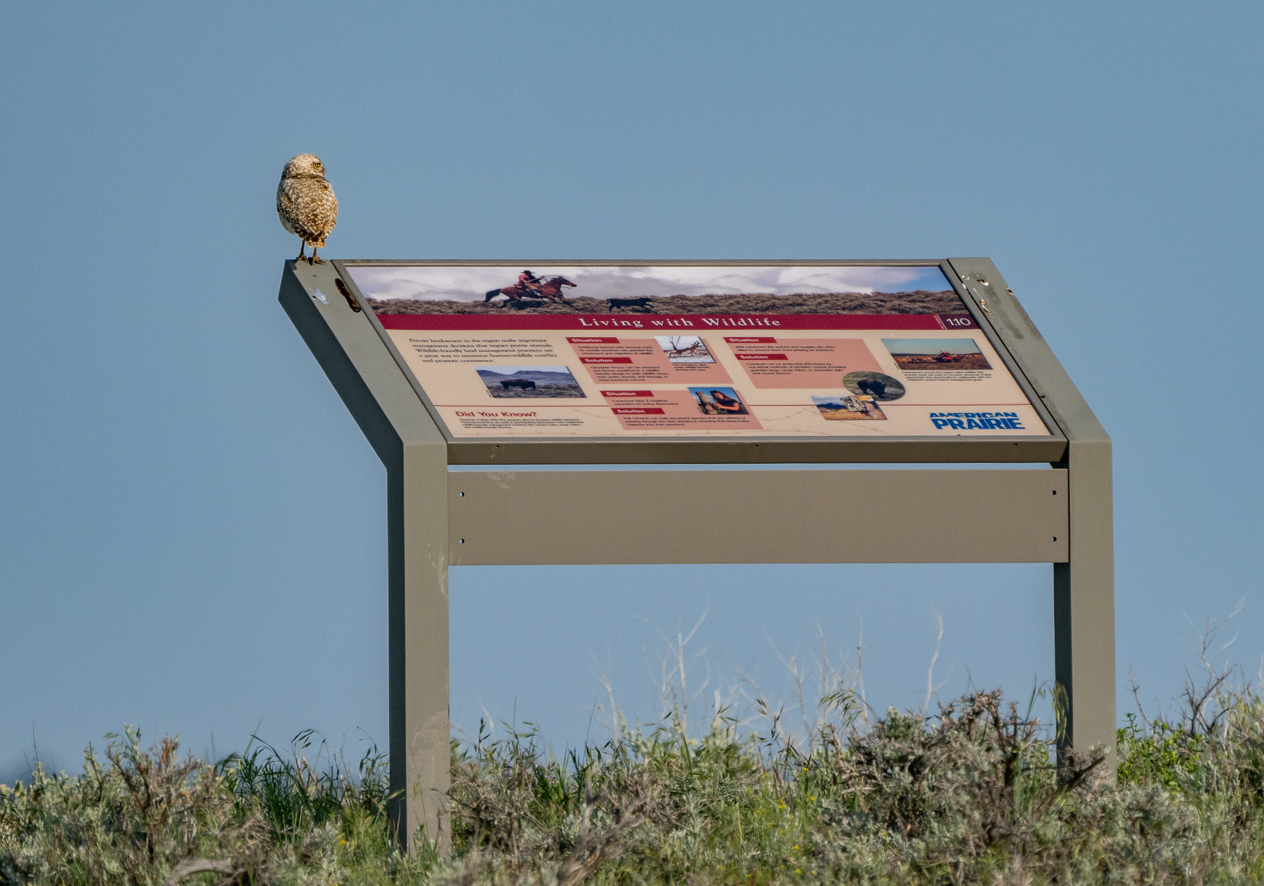 Burrowing Owl on 'Living with Wildlife' panel