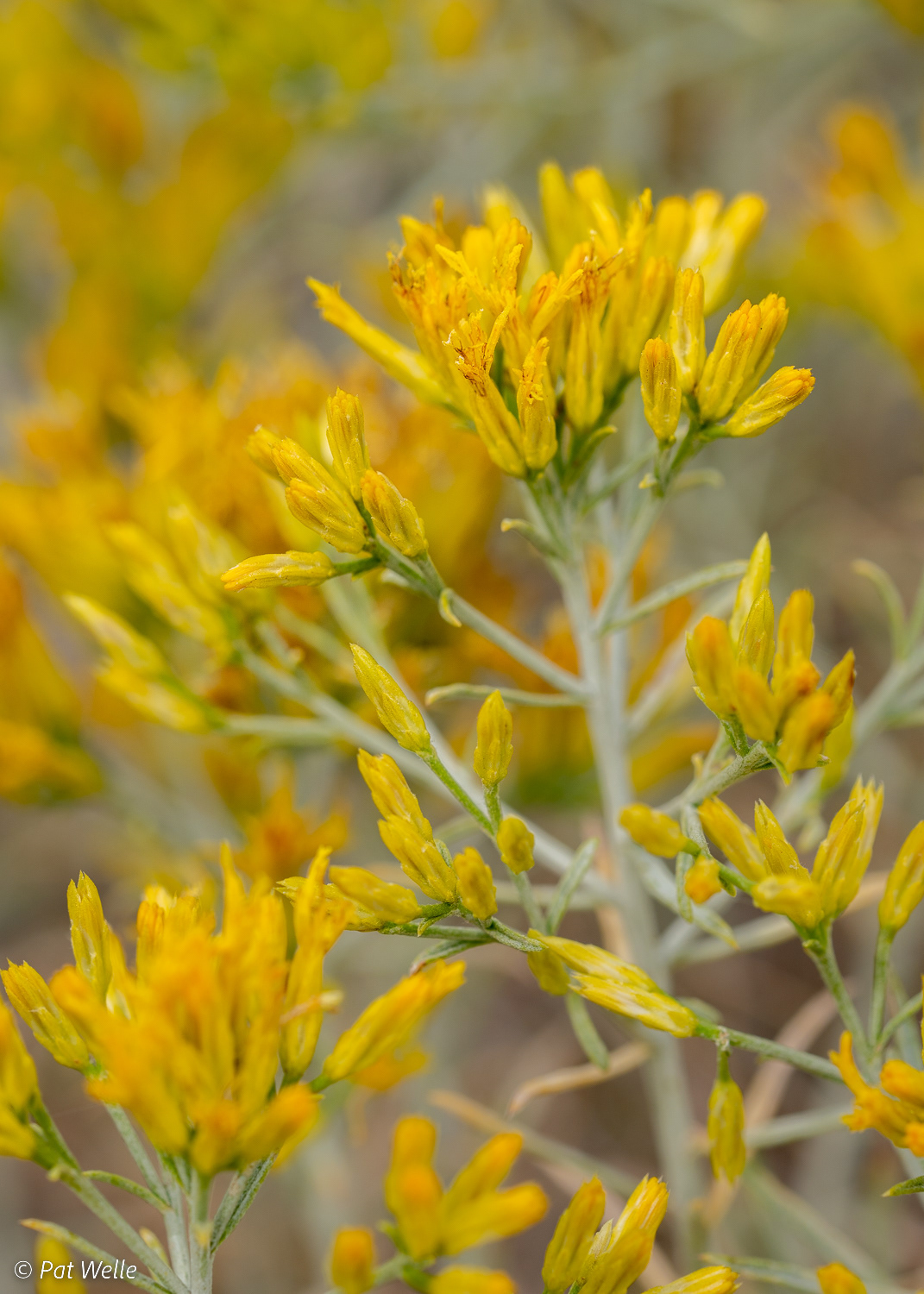 Rabbitbrush