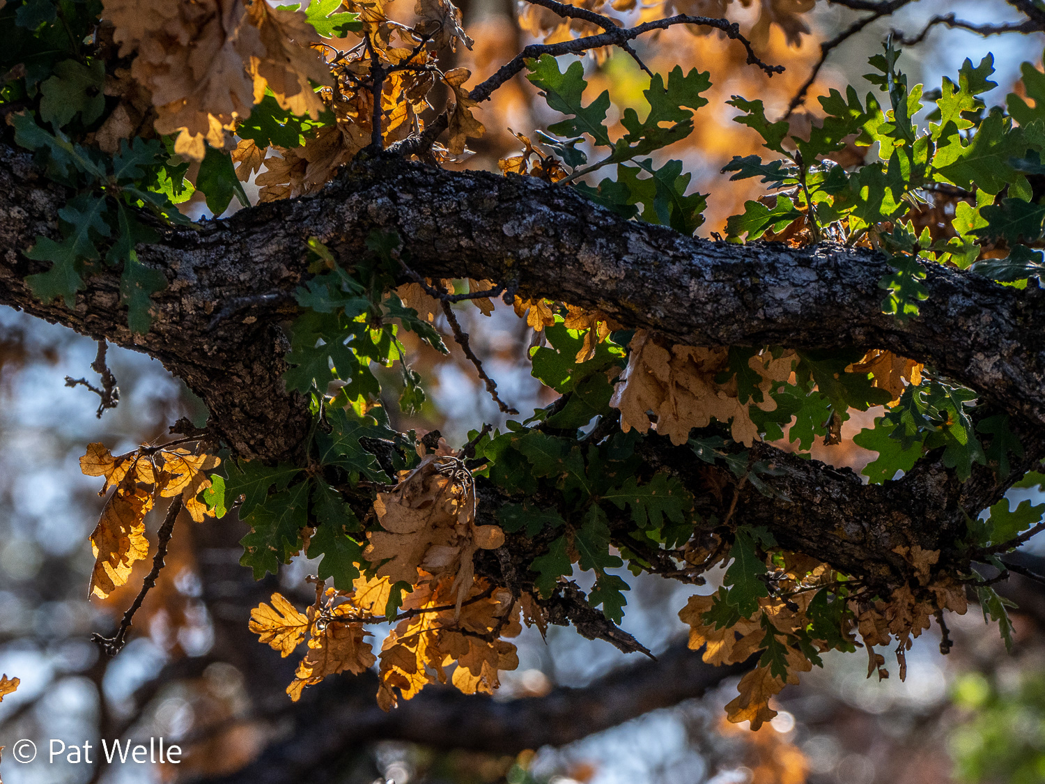 An Oak at the Discovery Center