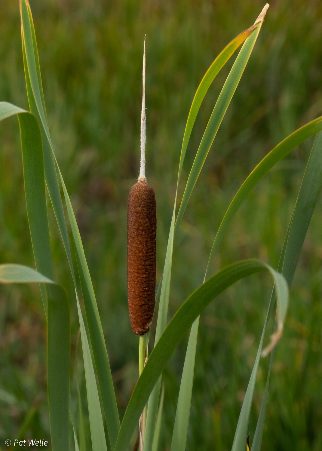 Cattail
