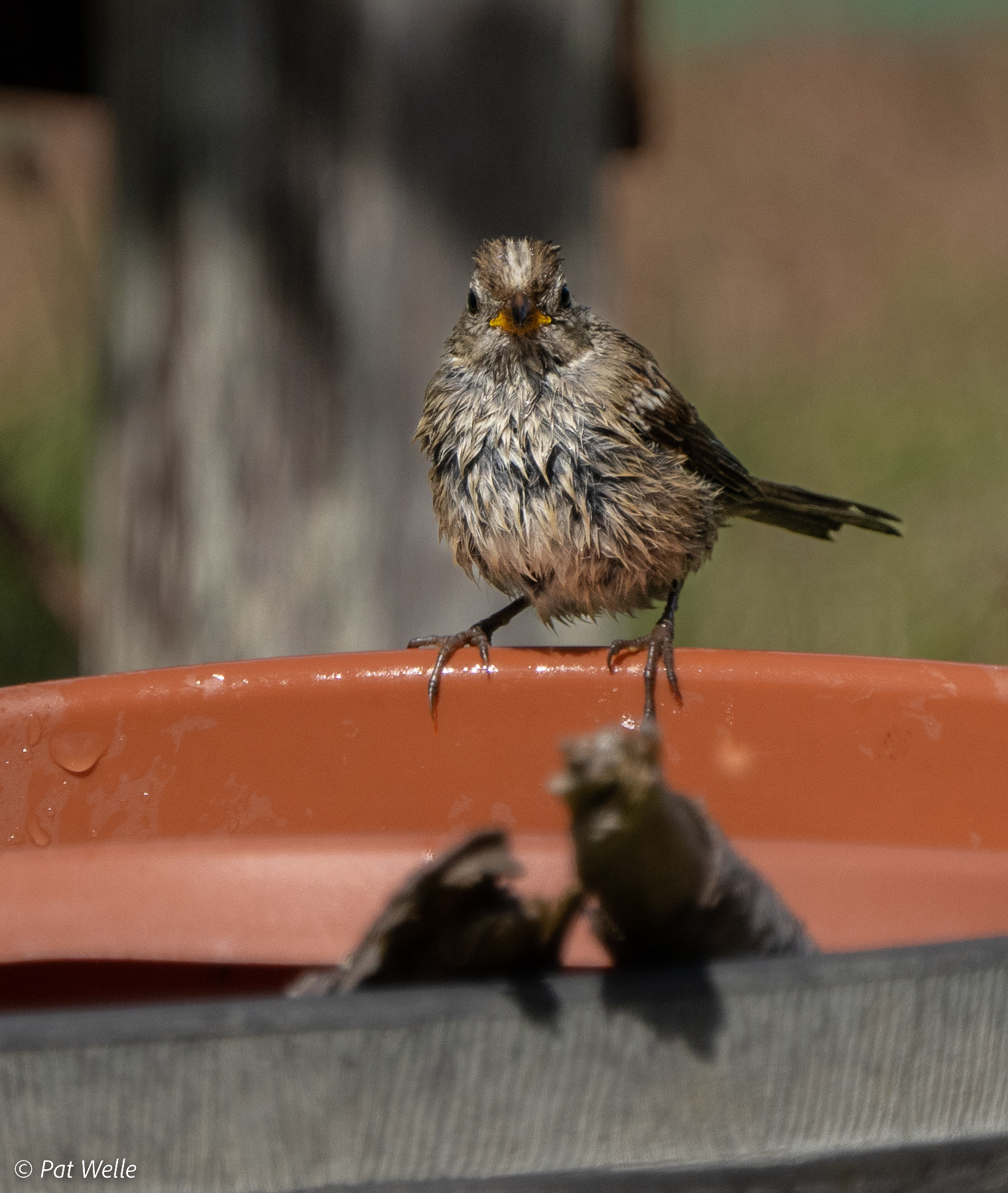 White-crowned Sparrow at the bubbler