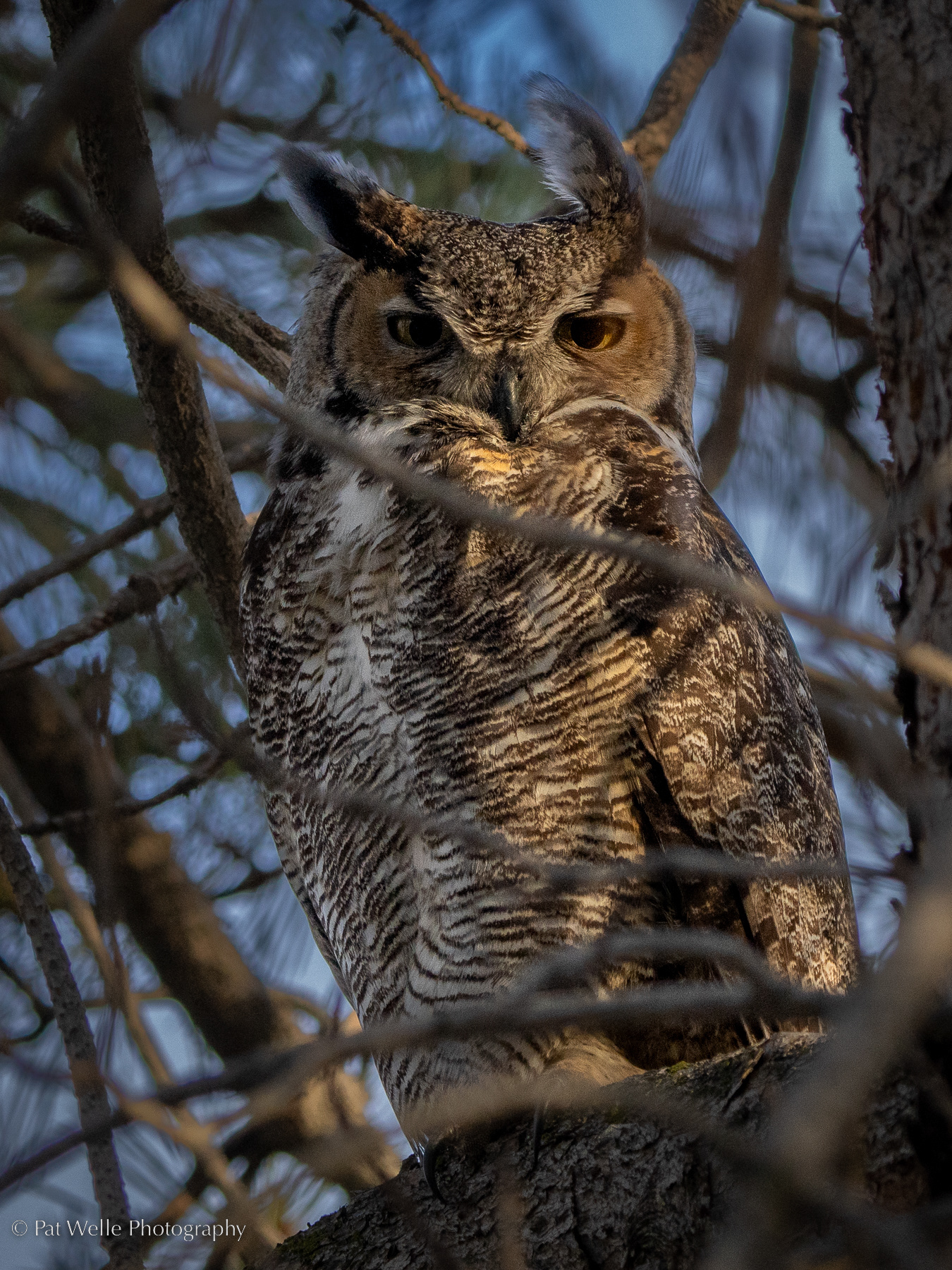 Great Horned Owl