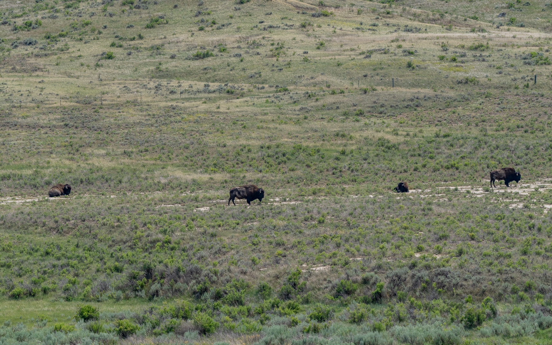 Bison on an afternoon walk