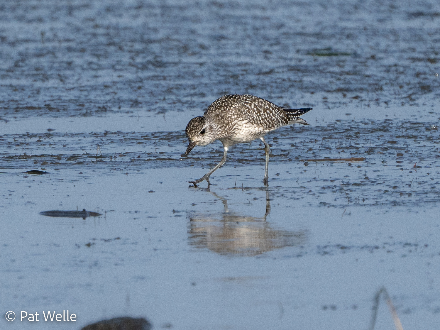 Black-bellied Plover