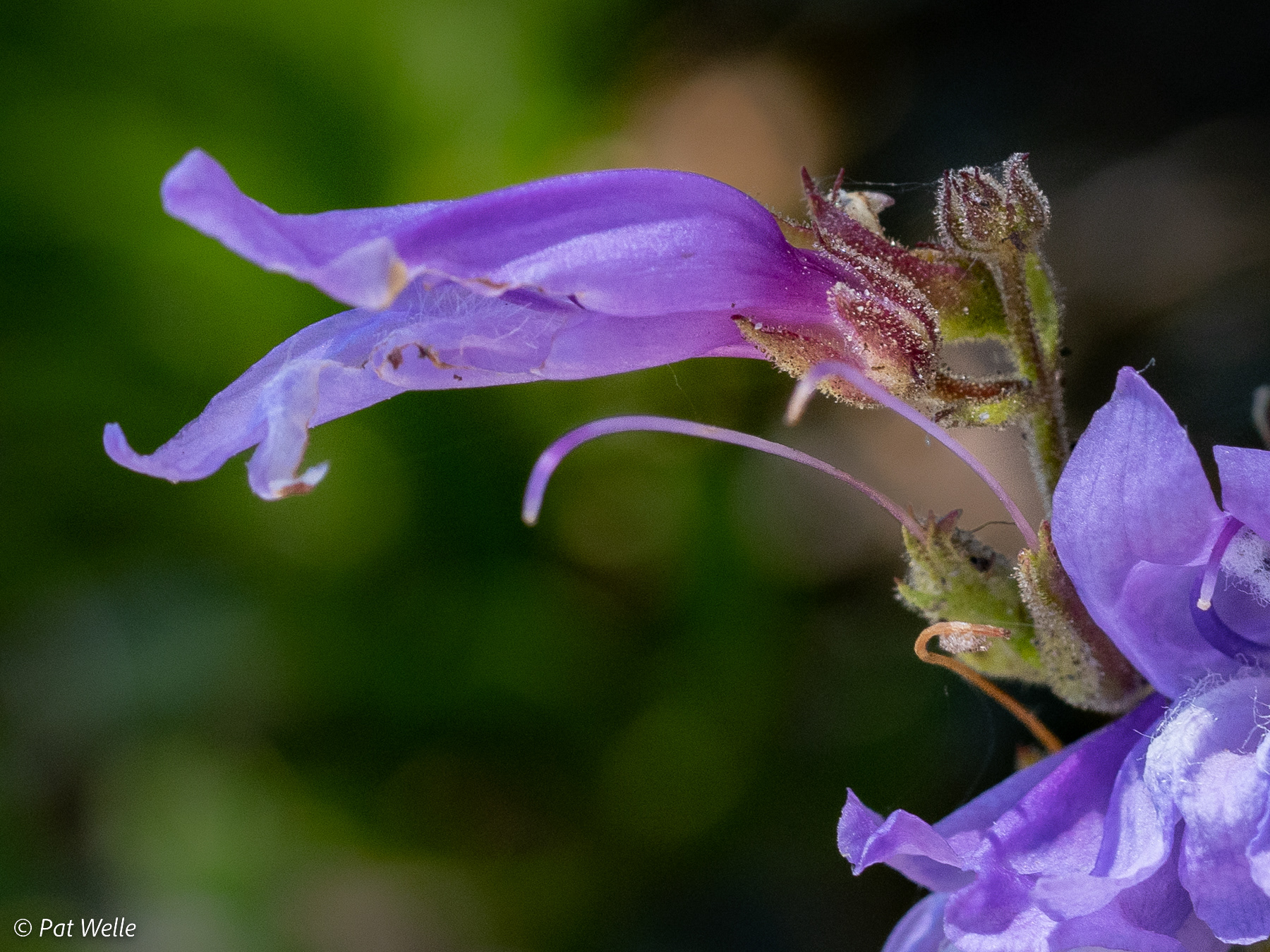 Penstemon