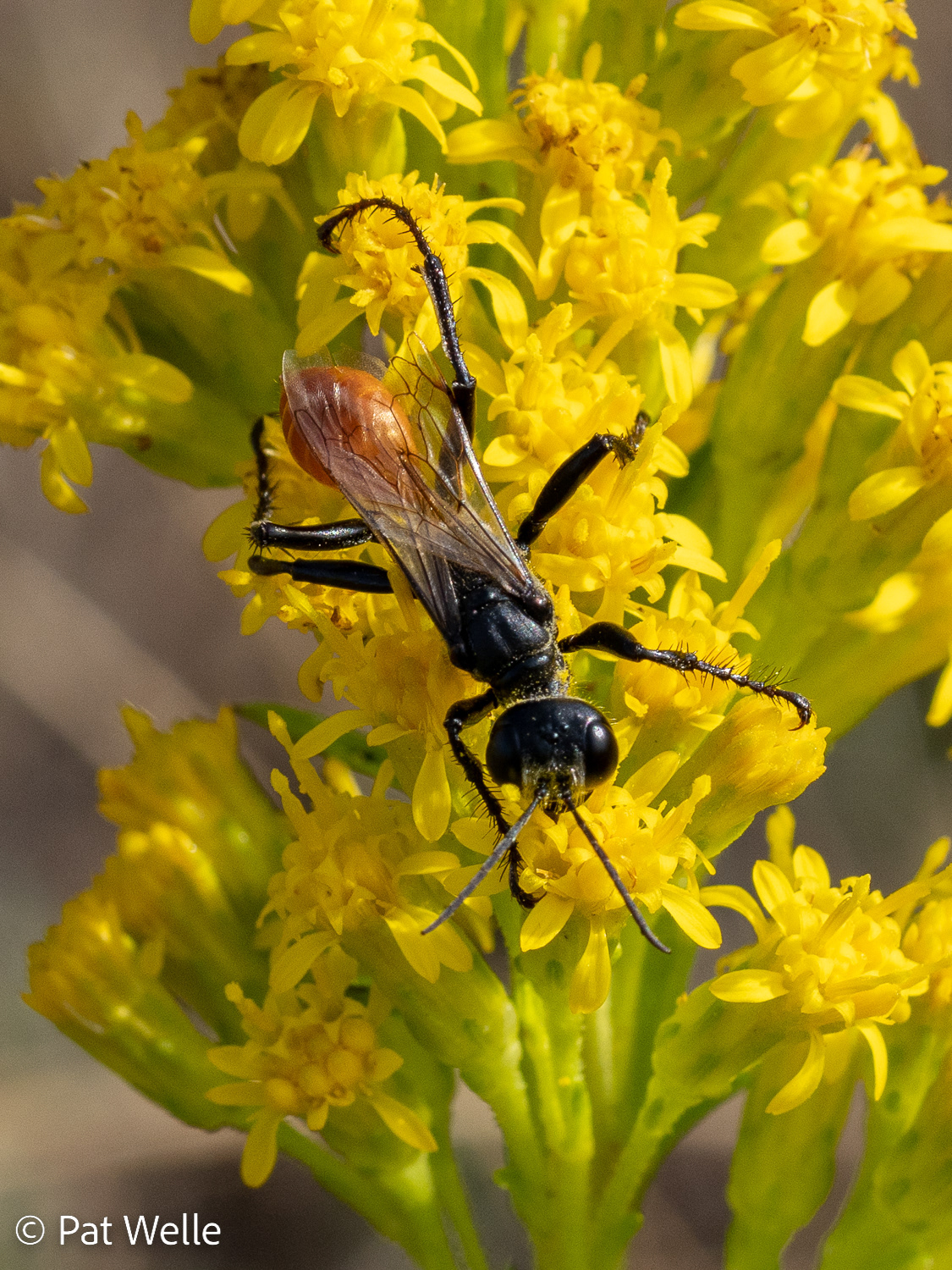Feeding on Goldenrod
