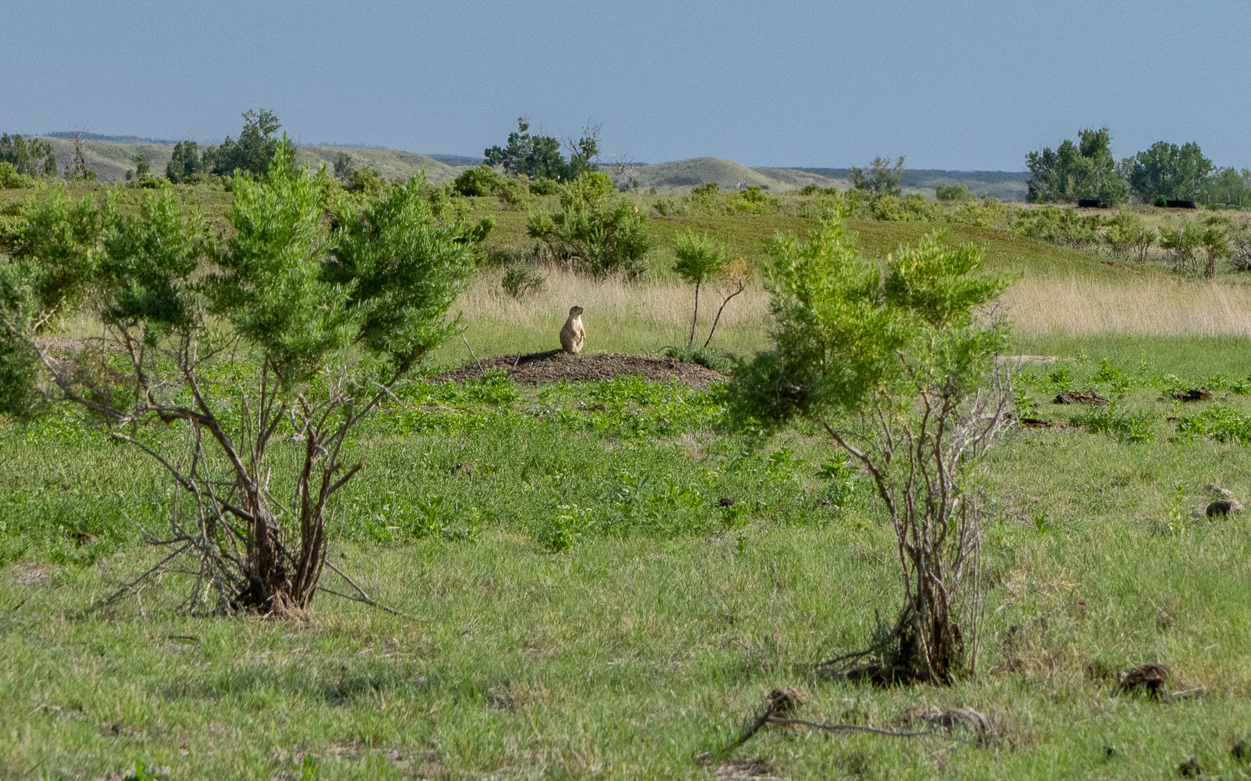 Prairie Dog on mound near Enrico