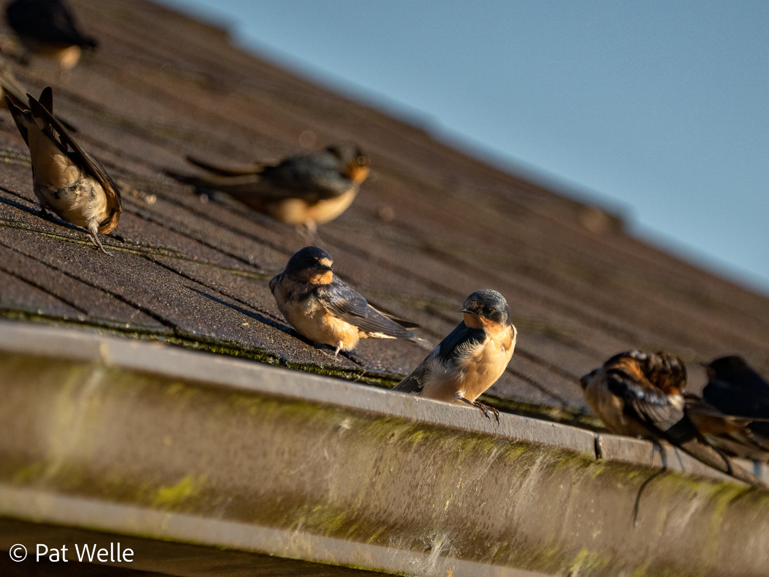 Barn Swallows