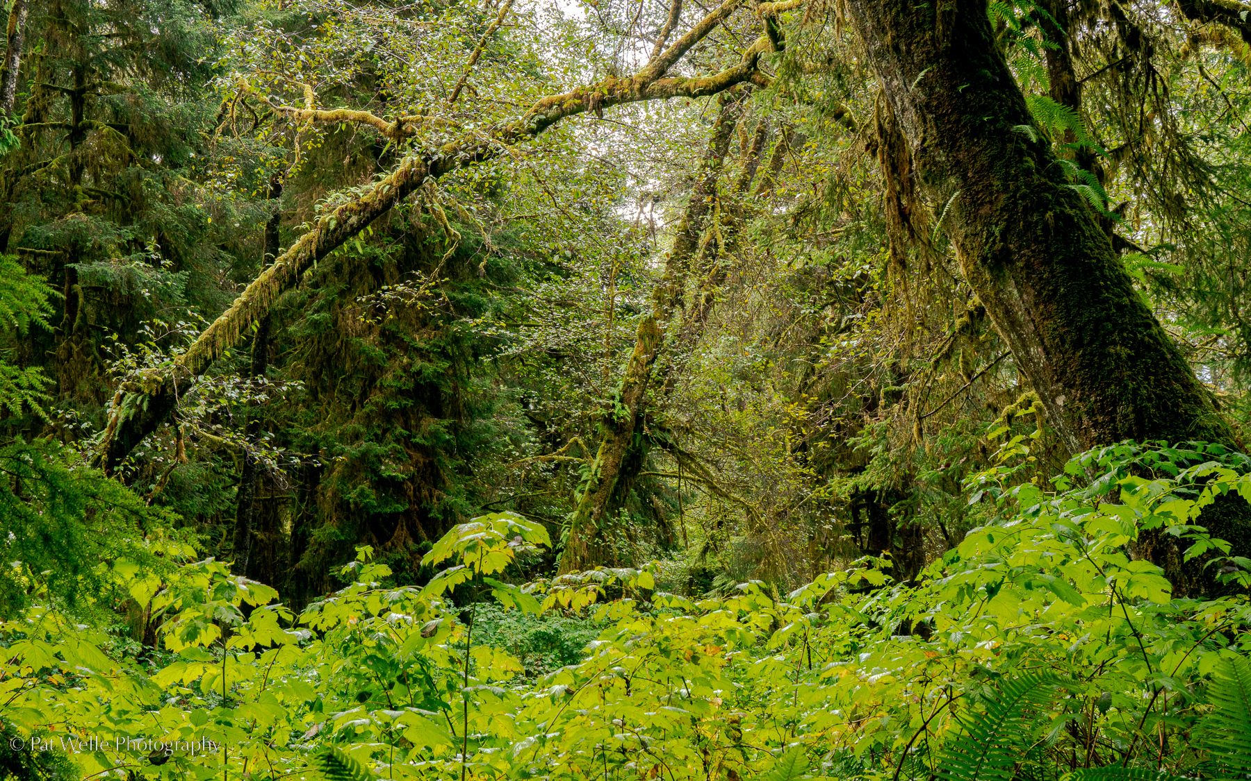 Old Growth near the Washington Coast