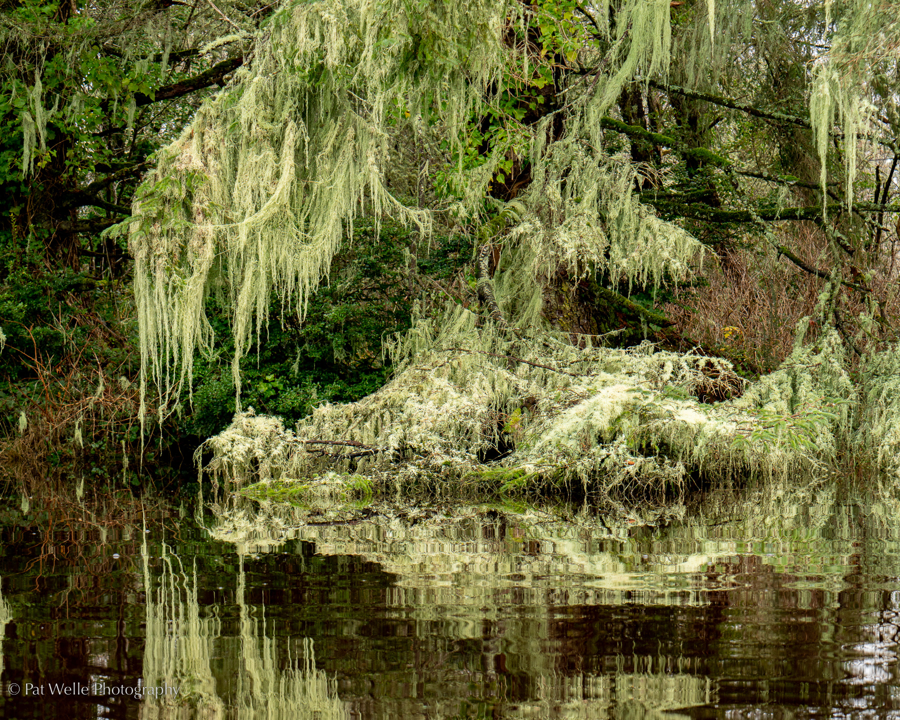 Water Meets Trees
