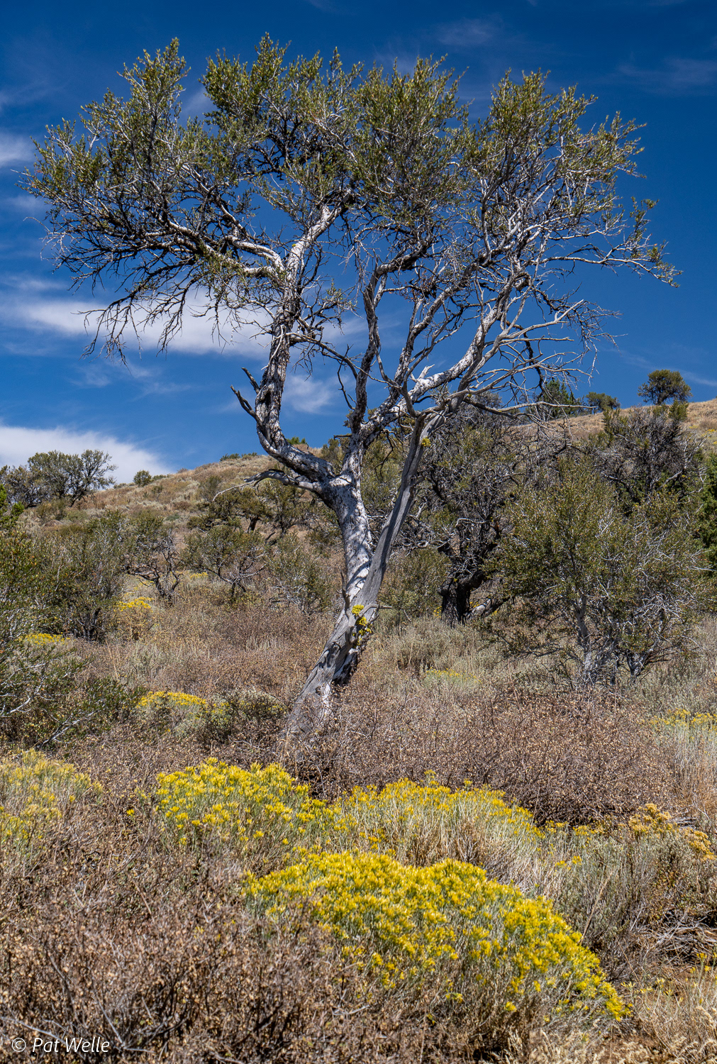 Sagebrush