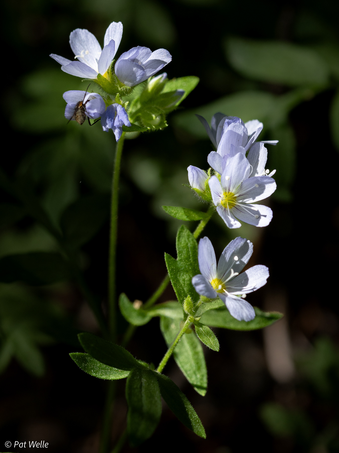 Jacob's Ladder