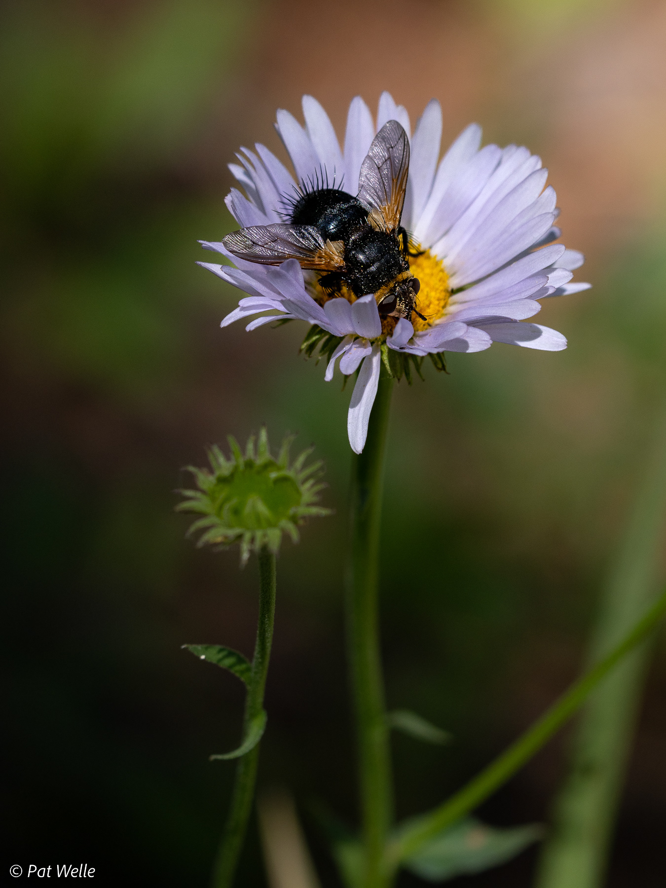 Fleabane