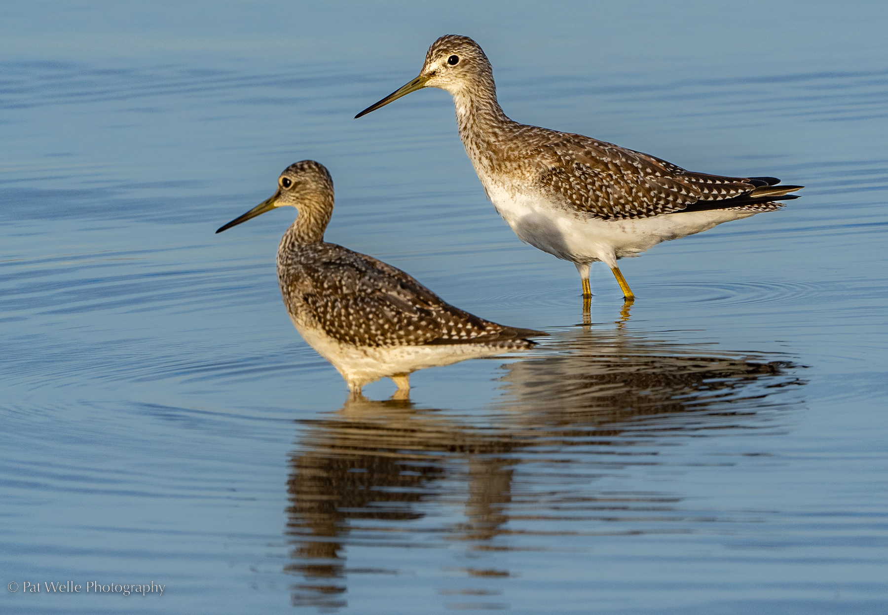 Greater Yellowlegs