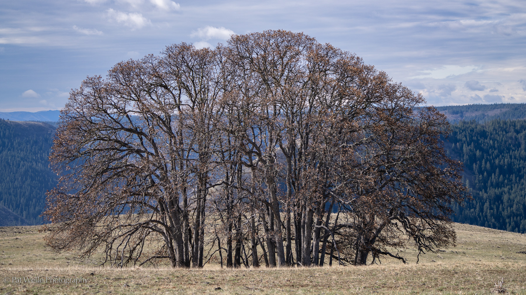 Oak Trees near Mount Adams