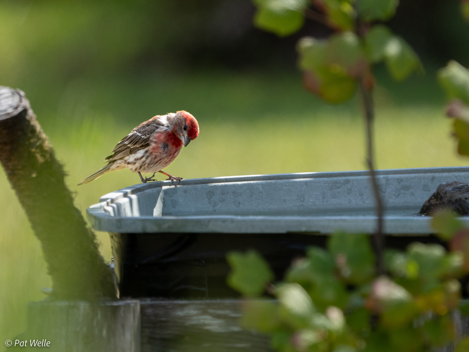 A Swim or Just a Drink? House Finch