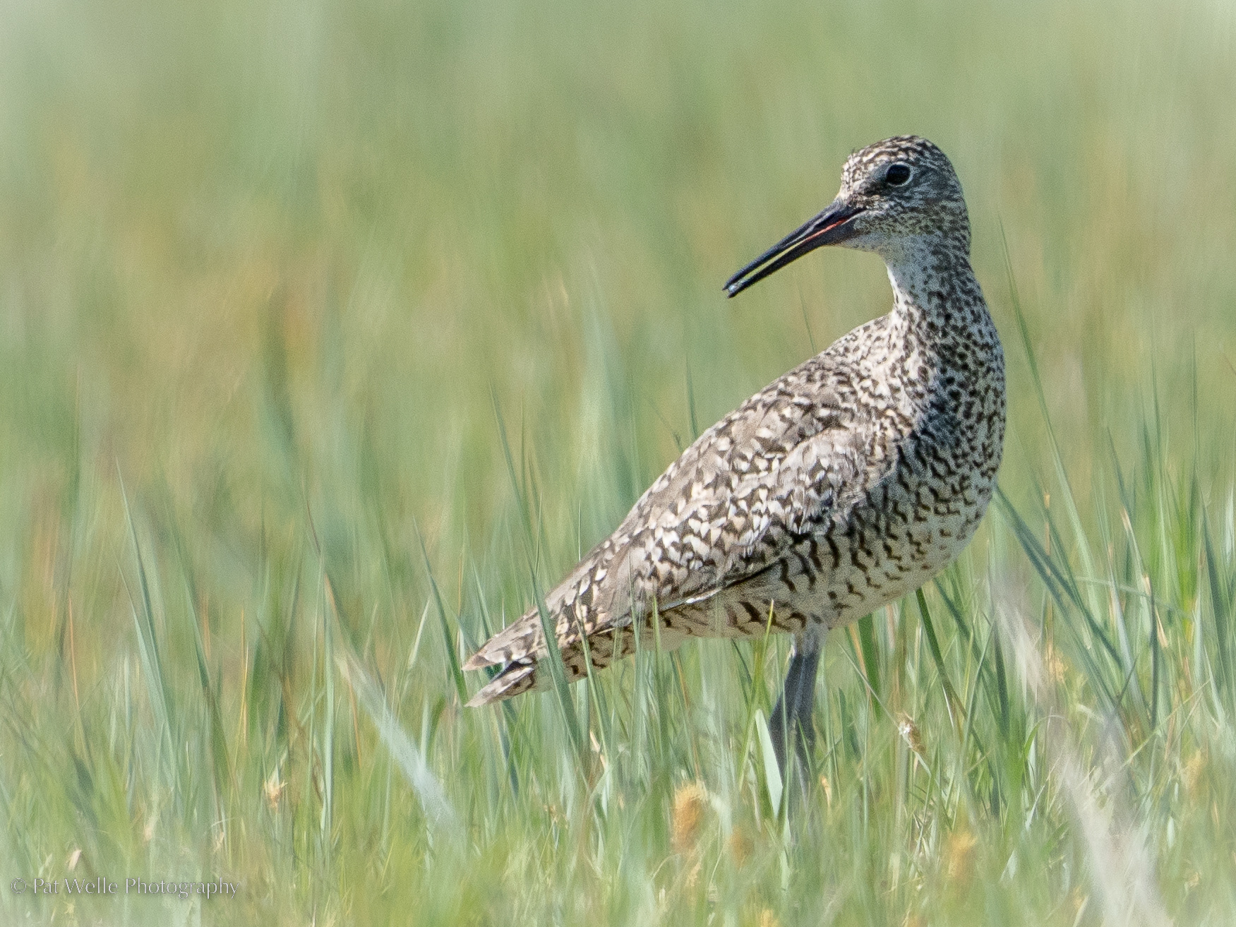 Willet