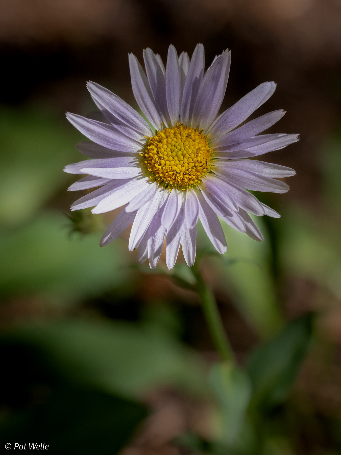 Fleabane