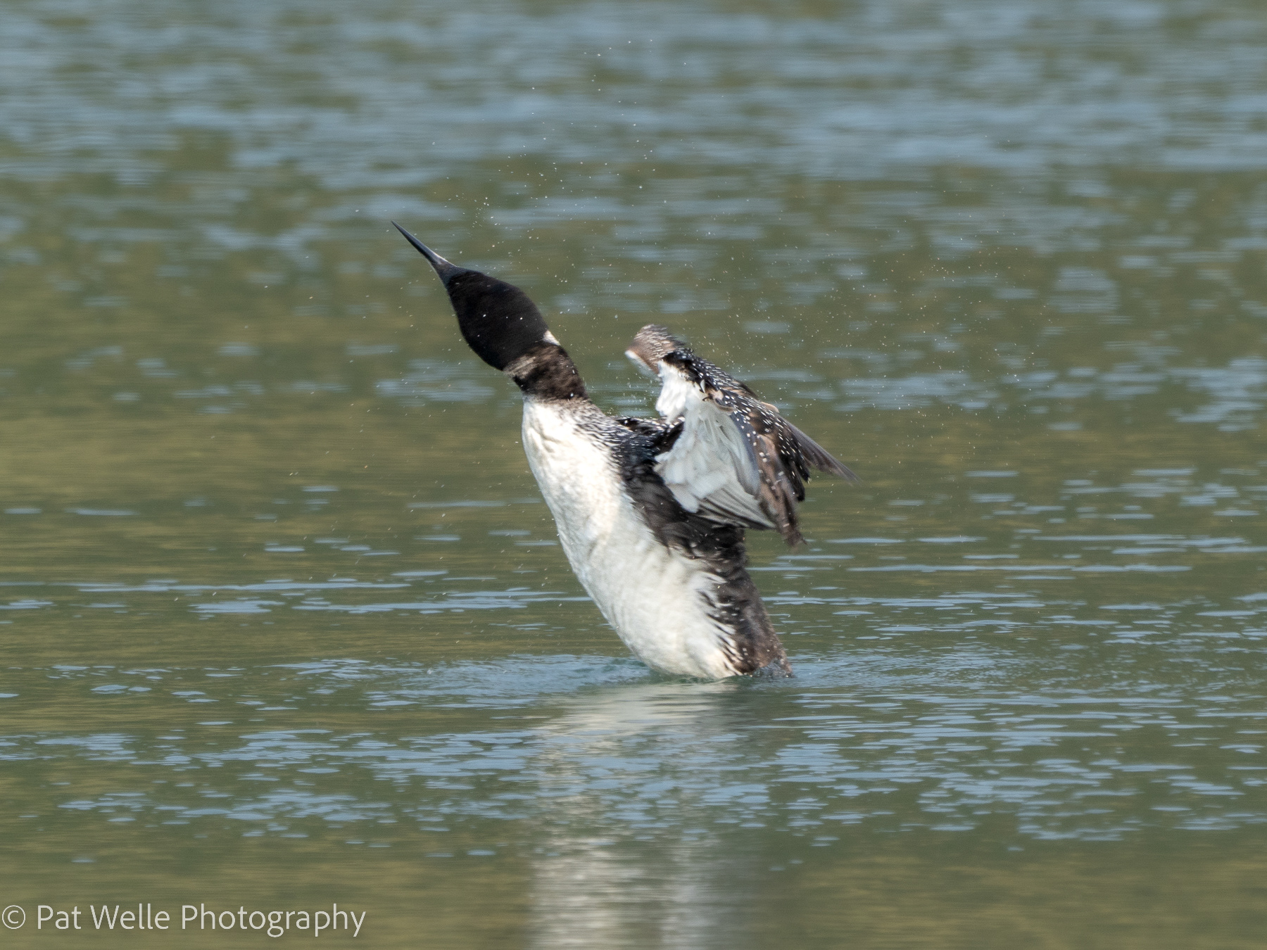 Head shaking, Quillayute River