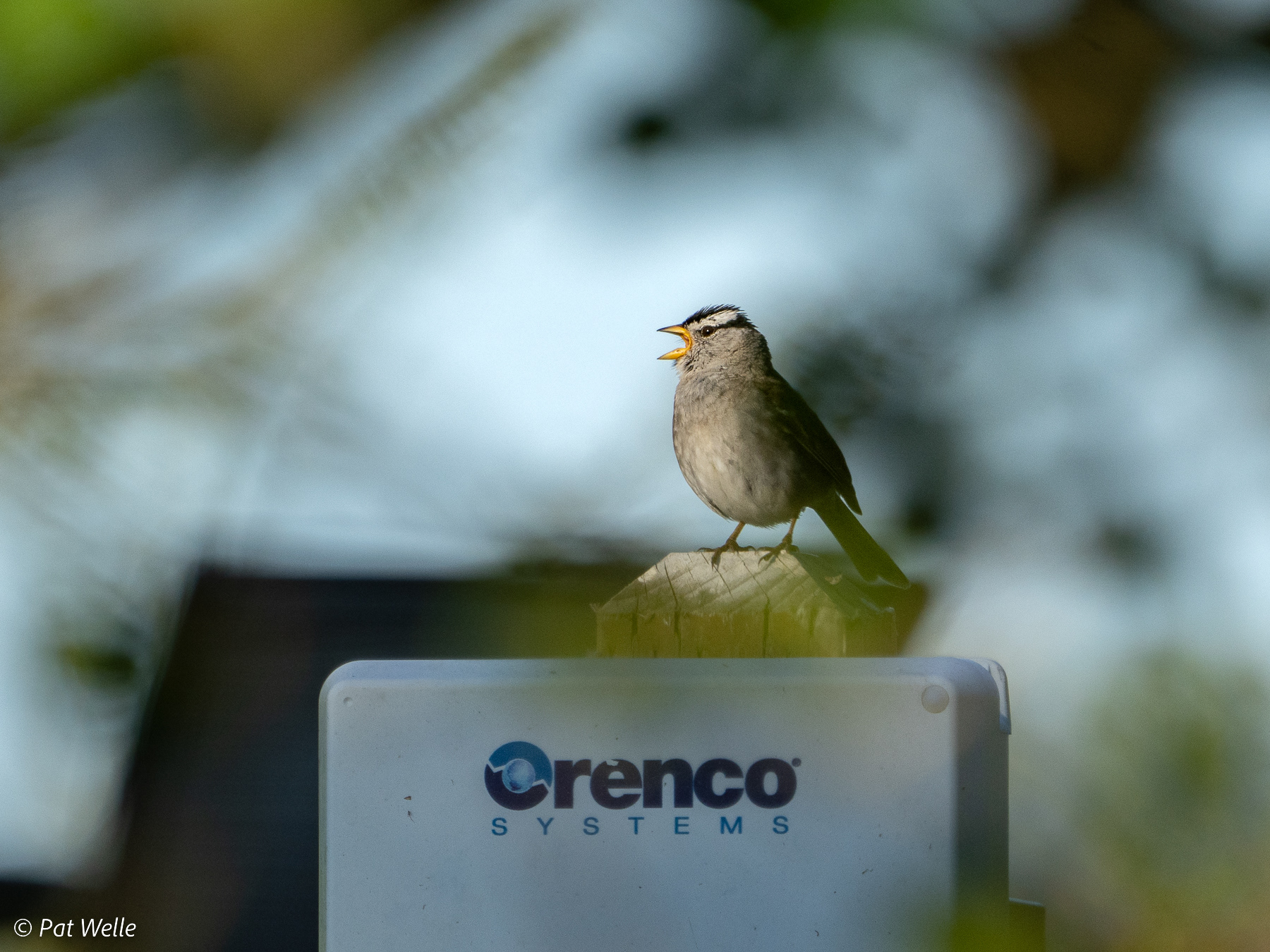 White-crowned Sparrow on the septic pump post