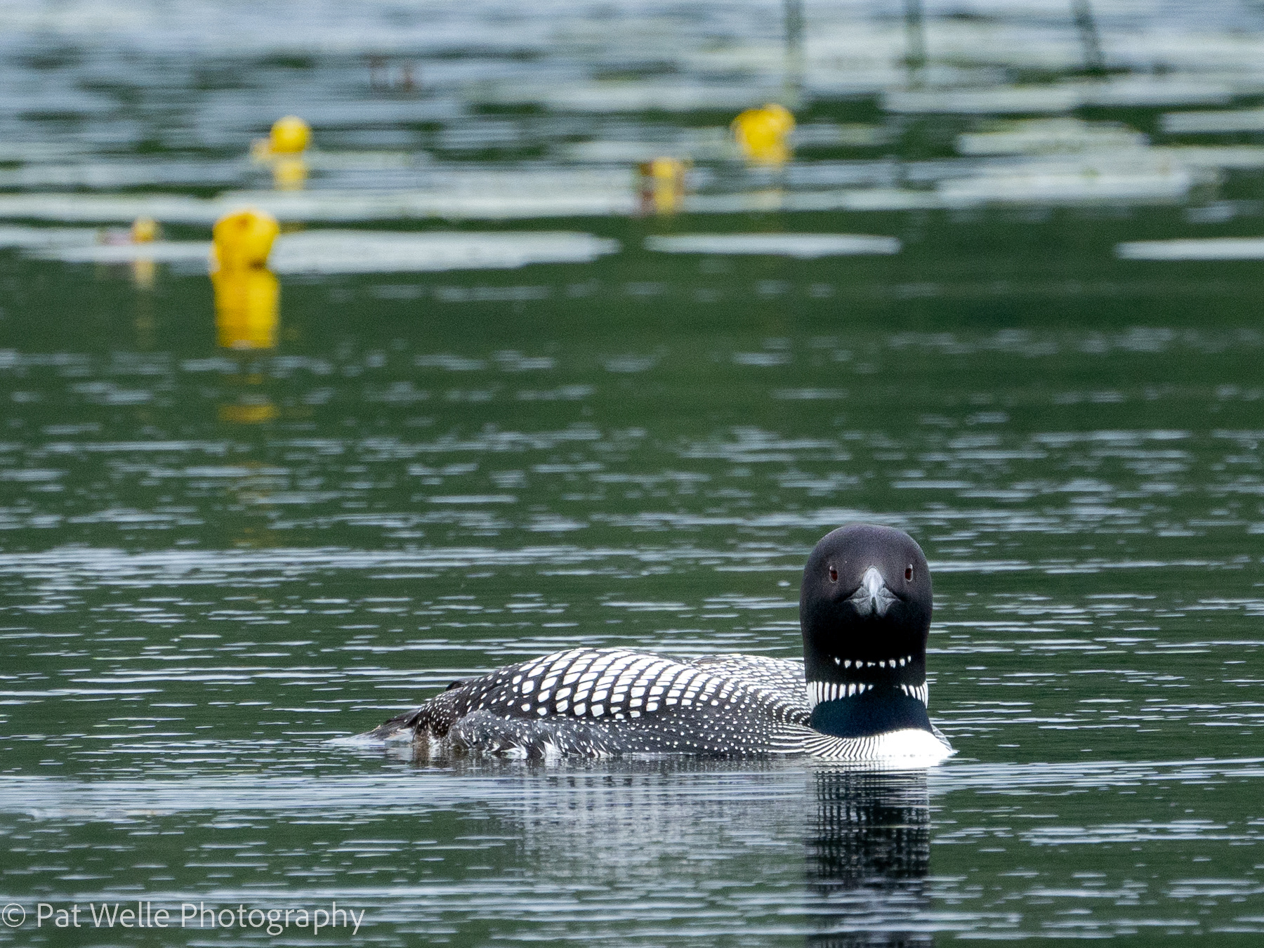 Common Loon