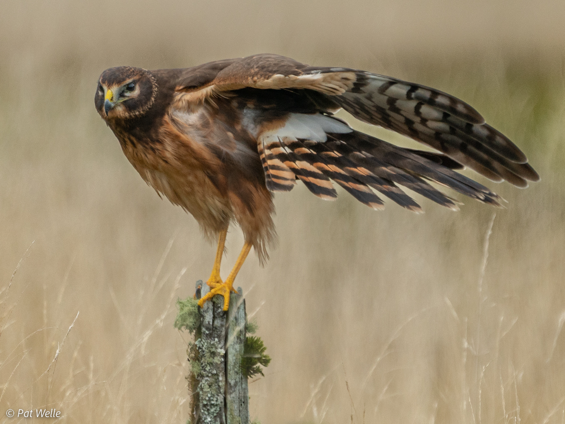 Northern Harrier