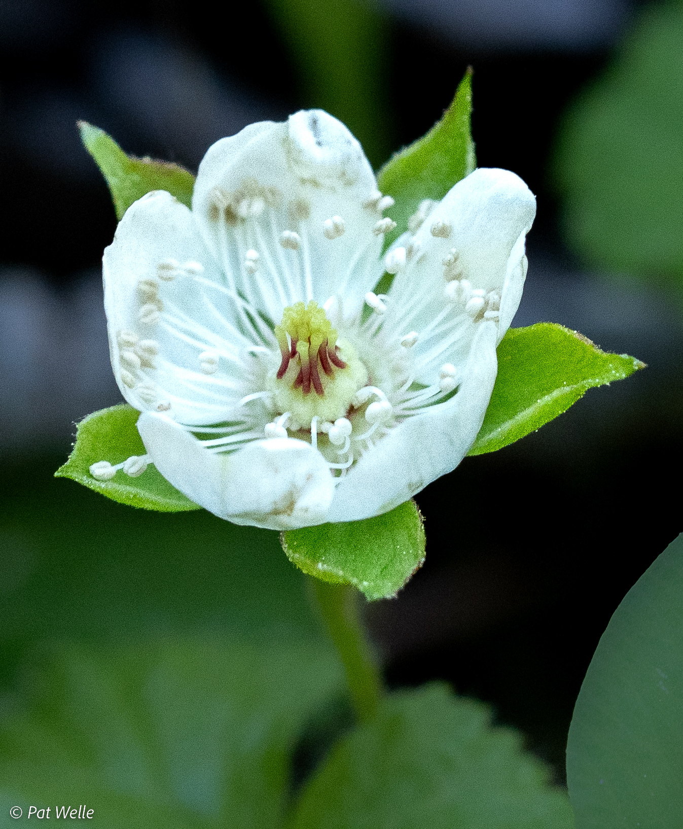 Dwarf Bramble