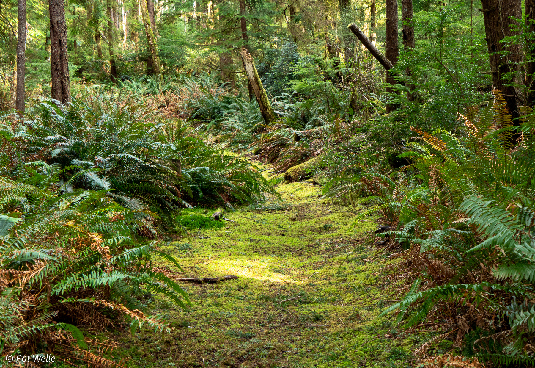 Trail on Long Island