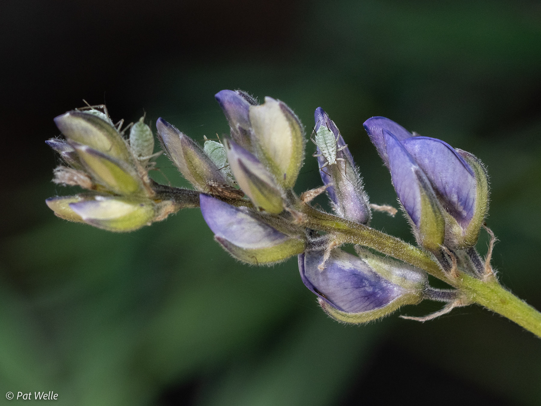 Lupine