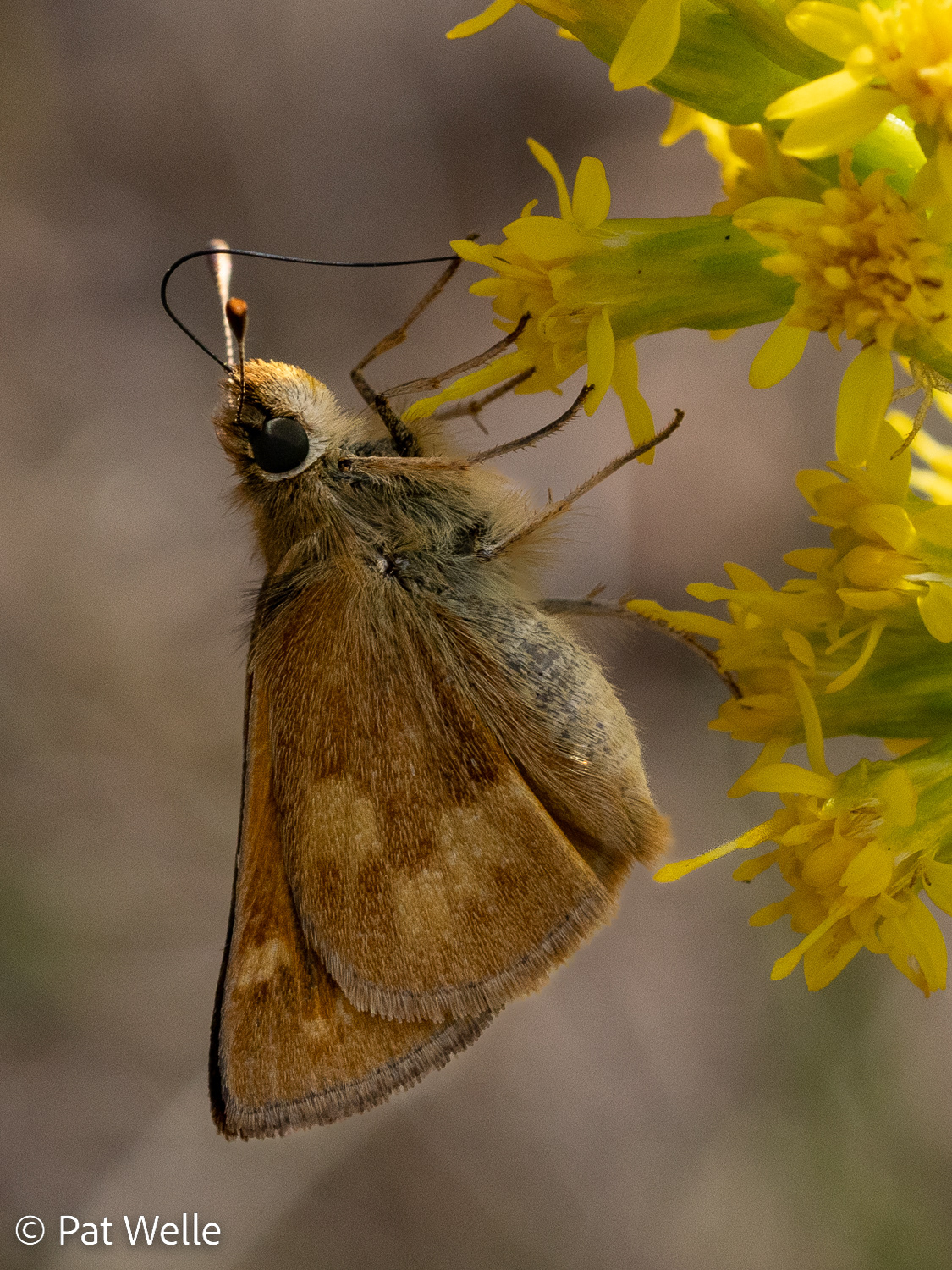 Feeding on Gumweed