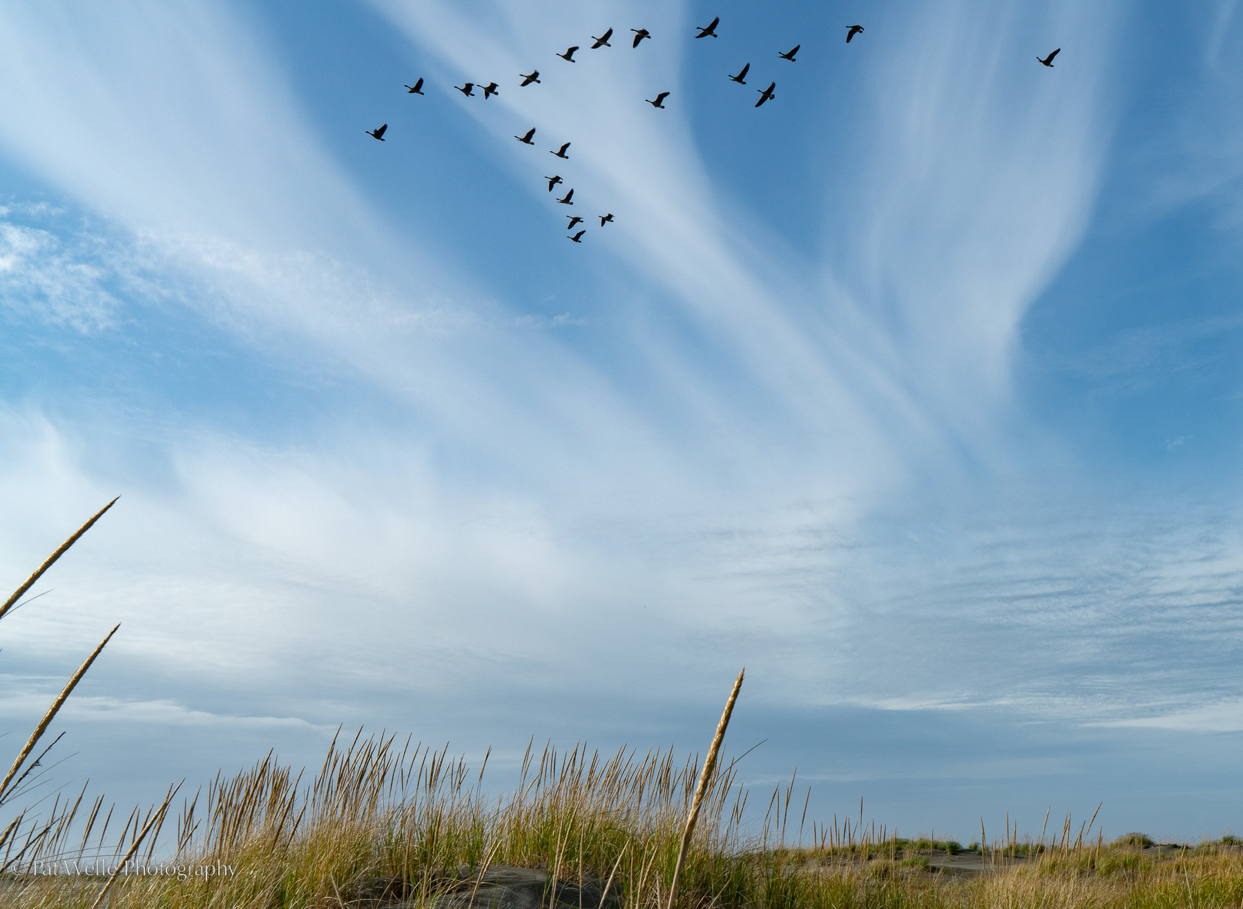 Wind and Birds above the Dunes